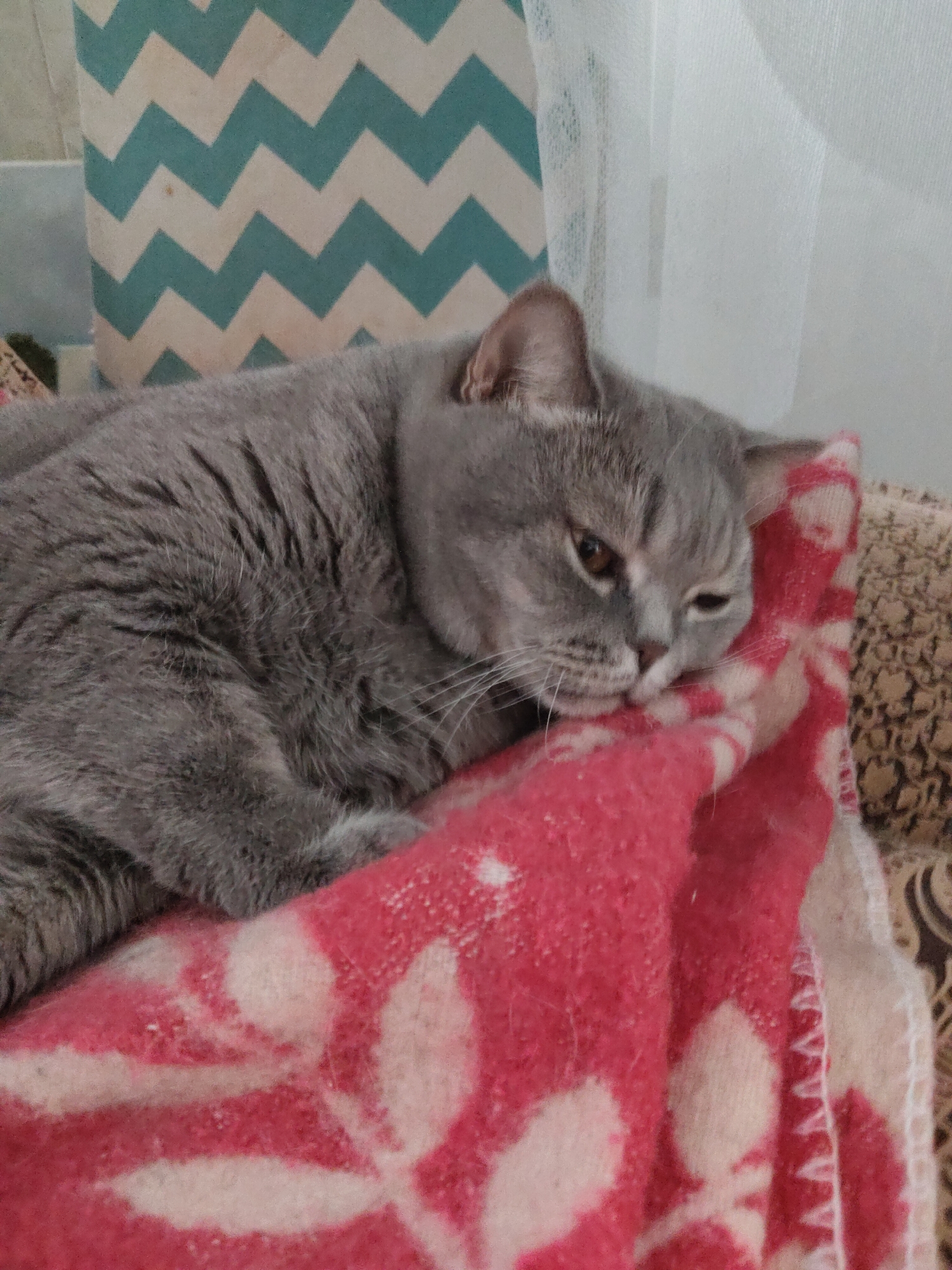 A fluffy, gray cat with light amber eyes is the central subject of this close-up, indoor photograph. The cat, appearing to be a British Shorthair or similar short-haired breed, is lying down and resting, with its head nestled into a reddish-pink blanket. One eye is partially open, giving it a sleepy or relaxed expression. Its whiskers are visible, extending from its snout.
The cat's body is mostly on the left side of the frame, while its head is oriented towards the right. The reddish-pink blanket, which has a lighter, possibly floral or abstract, pattern woven into it, covers the surface where the cat is resting. On the left side of the background, a white and teal/light blue chevron-patterned fabric is visible, possibly part of a cushion, pillow, or a curtain. To the right of that, a sheer, white curtain diffuses light from an unseen window. A small section of a patterned, possibly brown or beige, surface (like upholstery from a couch or bed) is visible in the far right background, peeking from under the blanket. The overall scene suggests a cozy and relaxed domestic environment. There is no visible text in the image.