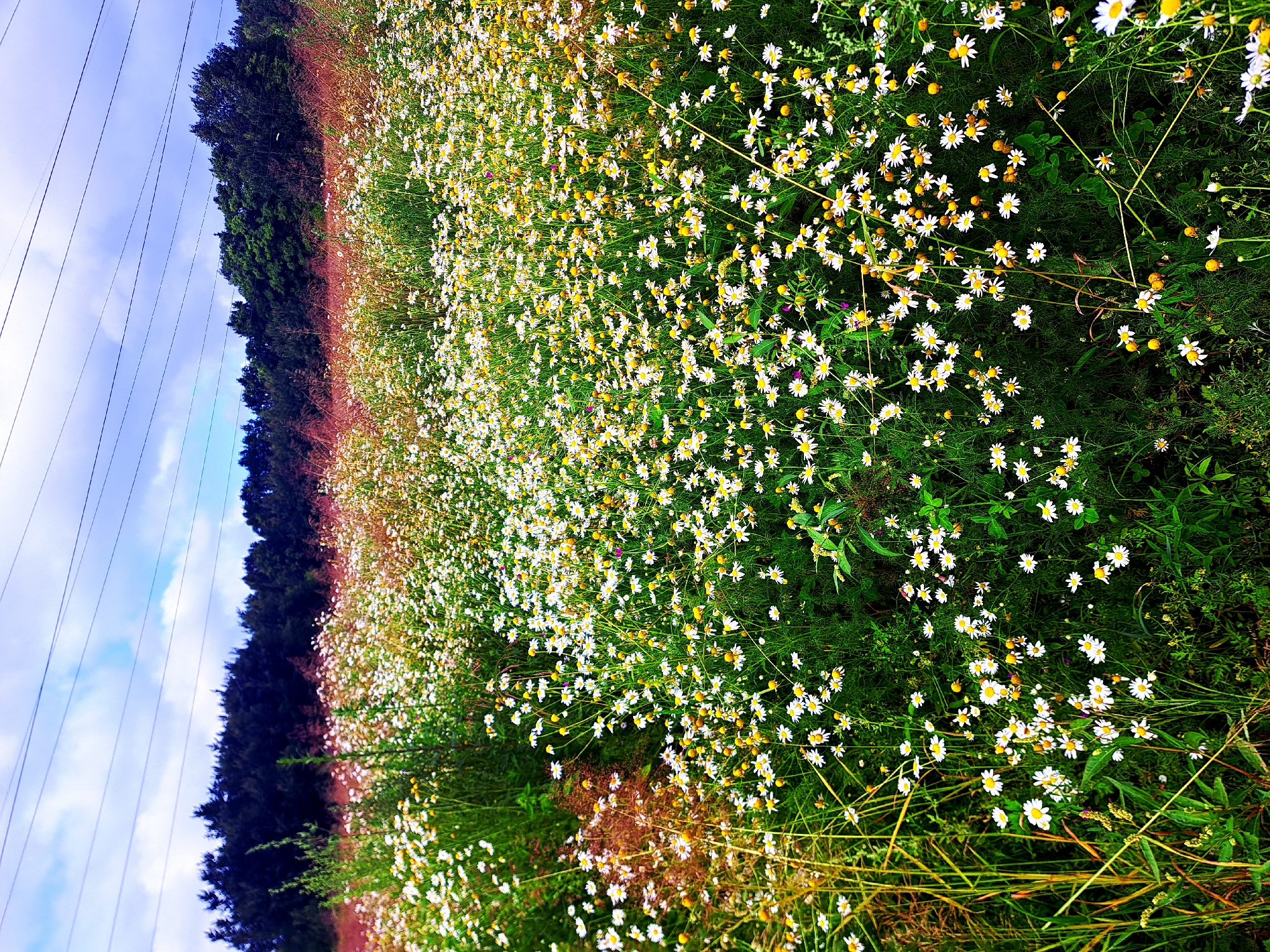 A vast field of white daisies with yellow centers stretches across the frame, dotted with green foliage. In the background, a dark line of trees forms a dense forest against a bright blue sky with white clouds and visible power lines. The image is taken from a low angle, looking up towards the sky and across the field.