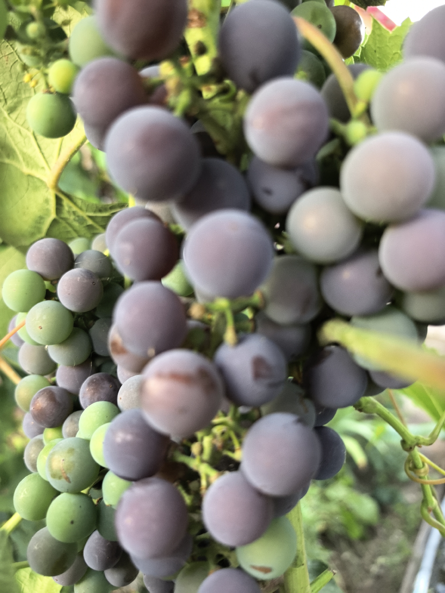 A close-up, vertical shot focuses on a cluster of ripening grapes, a mix of green and purplish-blue berries, hanging from a vine. The grapes vary in size and ripeness, with some appearing translucent and others opaque. The background is a blur of green foliage and some soft brown earth, suggesting an outdoor setting, possibly a garden or vineyard. The image is captured from a low angle, looking up at the grapes. There are no people or animals present. This scene is consistent with the urban gardening and agricultural practices common in areas of Petropavl, Kazakhstan, where such fruit-bearing vines are cultivated.