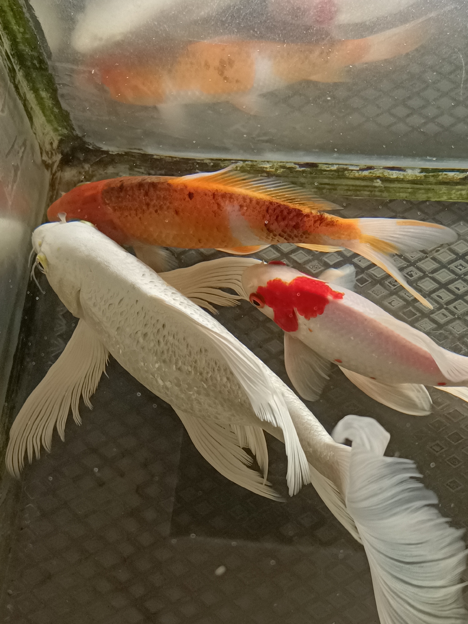 The image displays three koi fish swimming in a clear tank. The fish are of varying colors, including orange and white with red markings, and pure white with long, flowing fins. The tank appears to be indoors, with reflections on the glass suggesting artificial lighting or an adjacent window. The bottom of the tank has a textured, dark surface. The surrounding environment is not visible, except for a green, algae-covered edge of the tank in the upper left. The image does not contain any information that would indicate its location in Mesjid Reuntoh, Indonesia, or any other specific geographic area.