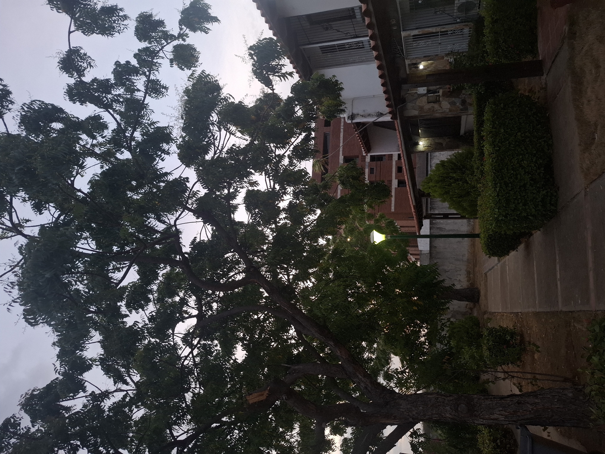 The image presents a scene in Juan Griego, Venezuela. In the foreground, a large tree with dense, dark green foliage dominates the view. The tree's thick trunk and branches are prominent, partially obscuring the background elements. Behind the tree, a building with a red tile roof and white facade is visible. A street lamp with a glowing bulb stands nearby. A concrete walkway extends into the scene, bordered by manicured hedges. The overall lighting suggests it is either dusk or dawn, casting long shadows and creating a contrast between the illuminated areas and the darker regions.