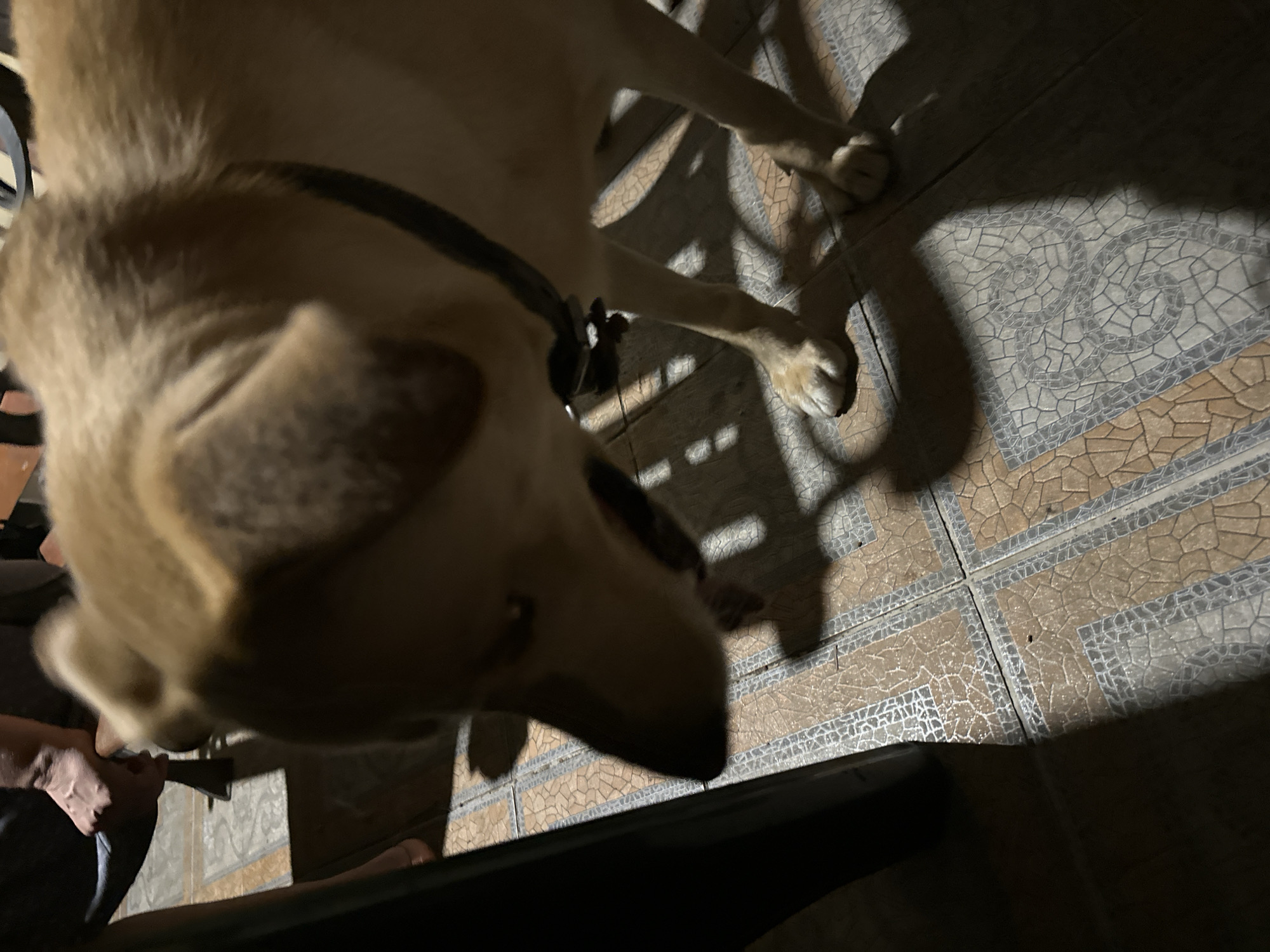 In Sochi, Russia, a light brown dog stands on a tiled floor, casting a shadow. The dog is wearing a dark collar. The floor is composed of square tiles, alternating between tan and gray with a textured pattern. To the left of the dog, a dark object, possibly a chair leg, is visible. In the upper left corner, a person's hands and legs are partially visible, suggesting they are seated. The lighting is dim, creating strong shadows that stretch across the floor.