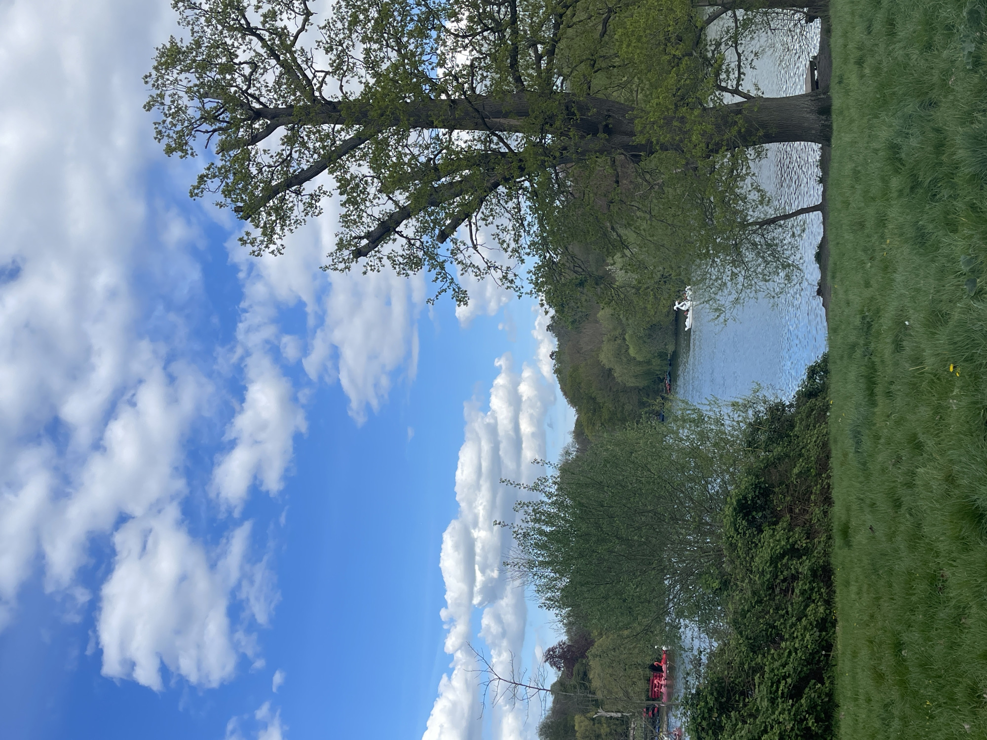 A landscape scene captures a sunny day at Mote Park in Maidstone, United Kingdom. The scene is dominated by a vibrant blue sky dotted with fluffy white clouds. A large tree, partially in view, has lush green foliage and extends towards the sky. To the right, a body of water reflects the sky, with a grassy shoreline visible. A line of trees and bushes runs along the water's edge in the background. Lower down, a collection of foliage and greenery covers the ground. There are also what appear to be boats on the water's edge on the left of the image, and an extensive lawn area to the far right.