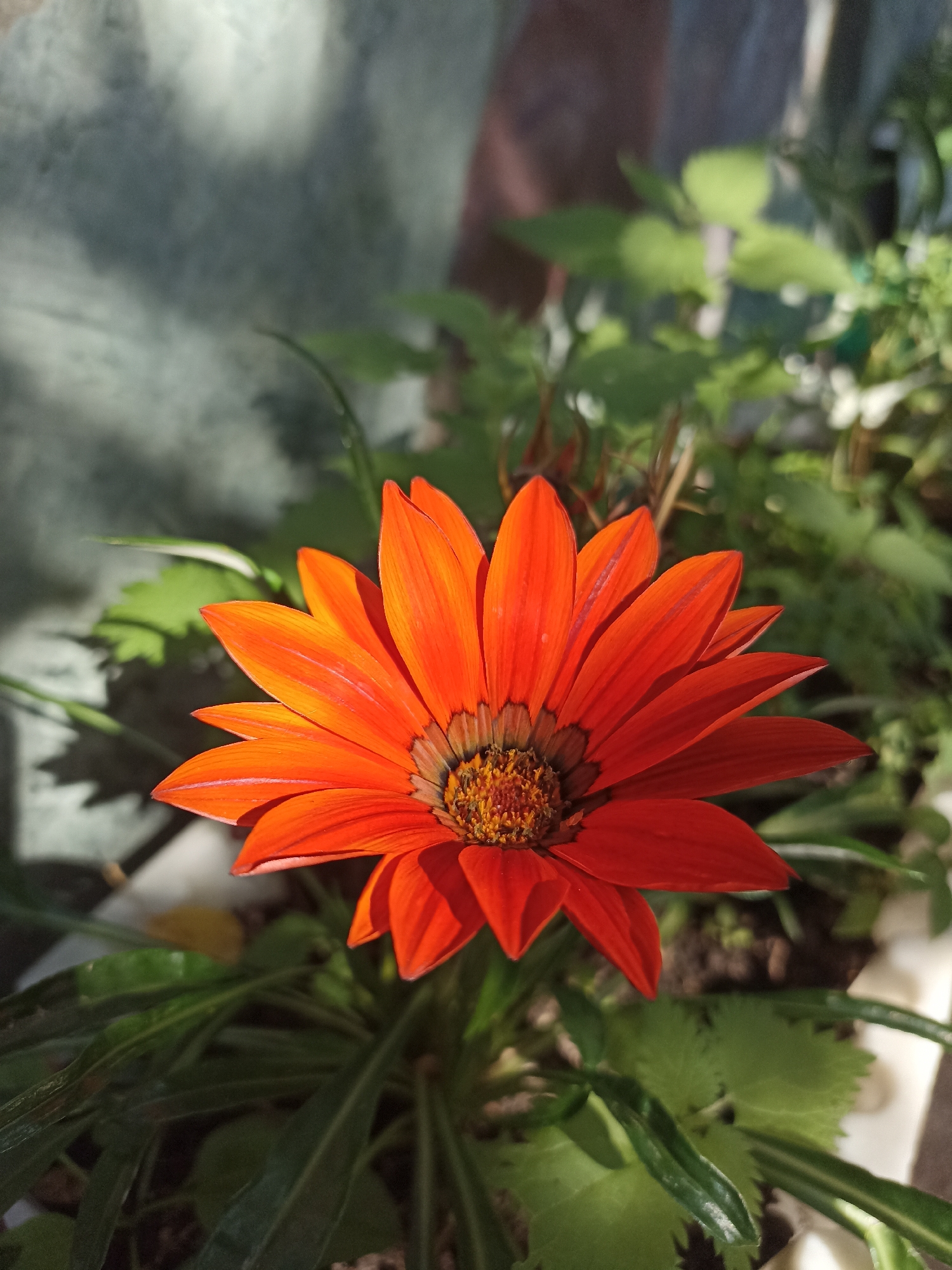 A close-up, eye-level shot showcases a vibrant orange gazania flower in full bloom. The flower's petals, which are elongated and pointed, radiate outwards from a dark, textured center filled with pollen. The petals exhibit a gradient of color, ranging from a deep, almost red-orange at their tips to a brighter, sunlit orange closer to the center. The flower is situated amongst lush green foliage, which is slightly out of focus, creating a depth of field that emphasizes the bloom. Sunlight casts dappled shadows on the left side of the image, highlighting the texture of the wall or surface behind the plant. The overall scene is one of natural beauty, captured in a well-lit outdoor environment.