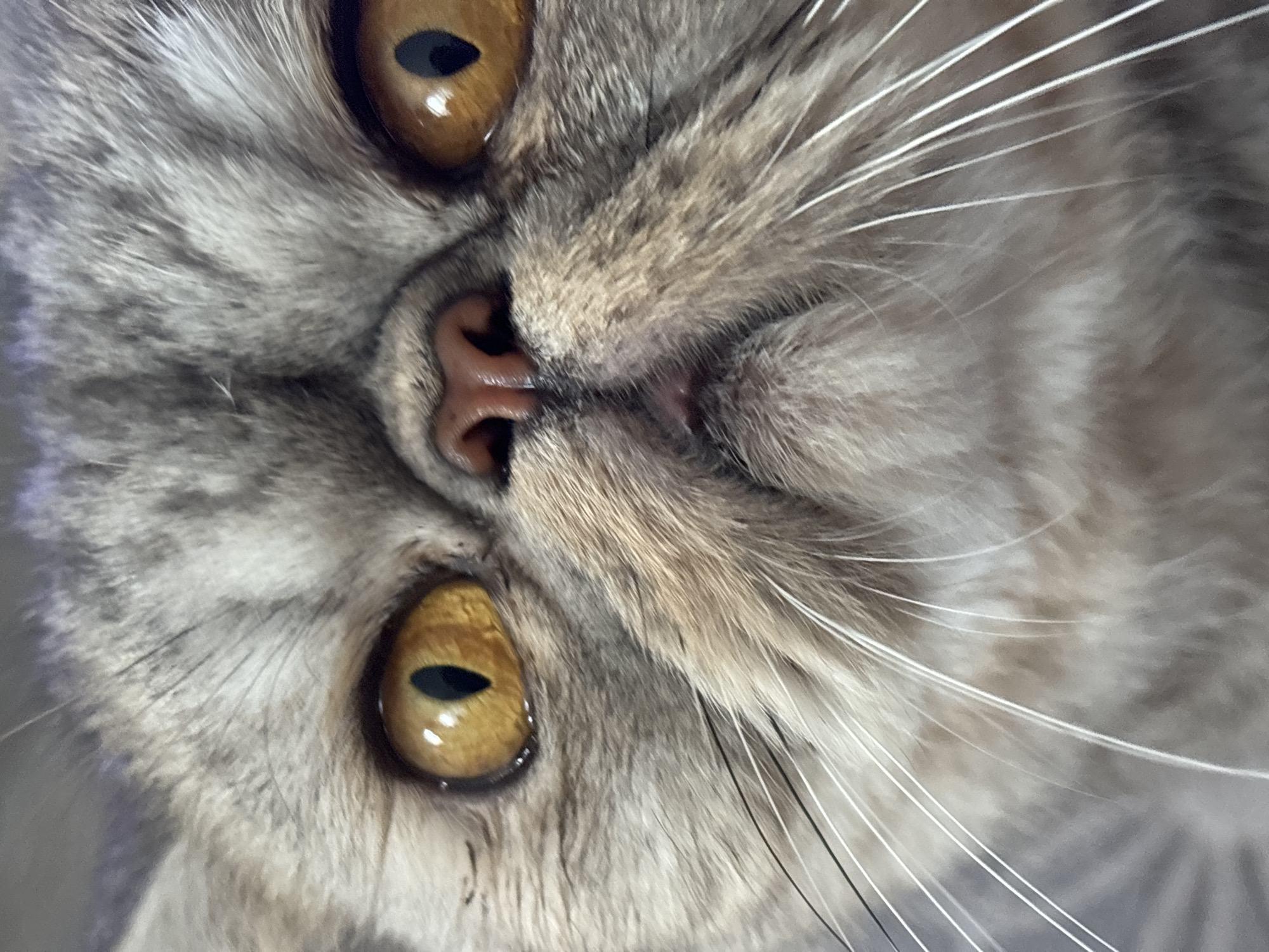 An extreme close-up of a cat's face is presented, rotated approximately 90 degrees clockwise. The detailed image features two large, round eyes with striking golden-amber irises and narrow, vertical black pupils. The cat's small, pinkish-brown nose is visible slightly to the right of the image center, with a subtle sheen indicating moisture. Its fur displays a soft tabby pattern in shades of grey and brown, showing individual hair strands. Long, prominent whiskers, predominantly white with some darker strands, extend from the muzzle. The cat appears to be looking directly forward, possibly at the viewer, with an alert and curious expression. The background is softly blurred, showing indistinct grey and white tones, suggesting an indoor setting. There is no visible text in the image. Notable details like time of day or specific weather conditions are not discernible. The provided context for the image is Chaikovsky, Russia.
