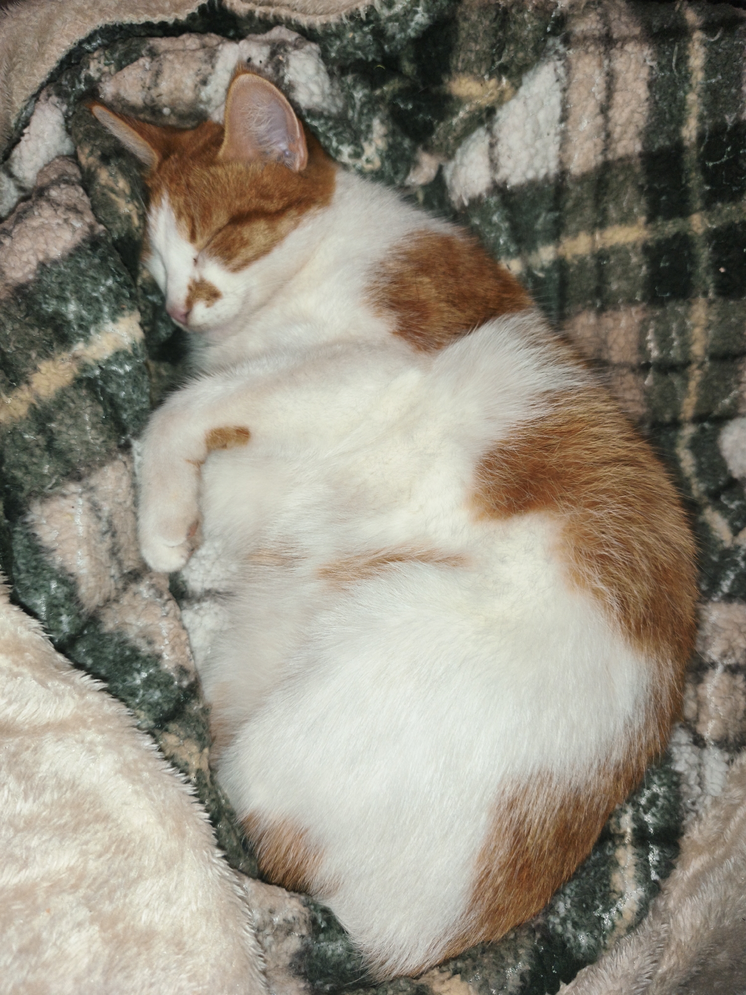An orange and white cat is curled up and sleeping on a plush, multi-colored blanket. The blanket has a plaid pattern with shades of green, beige, and white, with a cream-colored fluffy section on the left side. The cat's eyes are closed, and its body is relaxed in a tight ball. The cat is positioned in the center of the image, surrounded by the soft textures of the blanket. There is no indication of the cat's location in Lutsk, Ukraine or any other city.