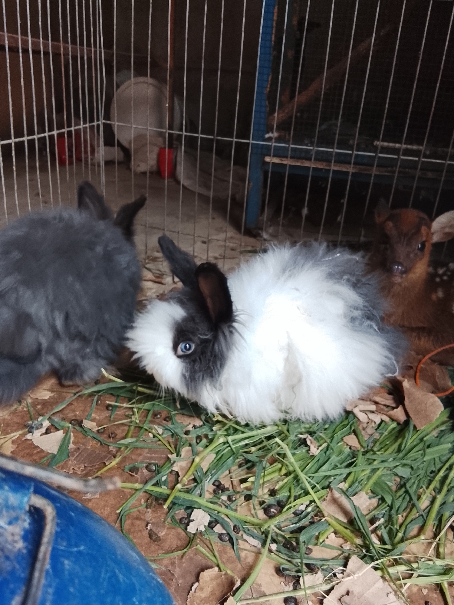 A close-up, medium shot captures three young animals within a cage. On the left, a dark grey, fluffy rabbit is partially visible from the rear. In the center, a fluffy rabbit with white and grey fur and striking blue eyes is facing the camera, its head lowered towards the ground. To the right, a young fawn with brown fur and dark spots is looking towards the viewer. The animals are situated on a surface covered with dry leaves and scattered green grass, with numerous small, dark droppings present. The background consists of cage bars and dimly lit interior. The image's metadata does not specify a location in Kuta Trieng, Indonesia.