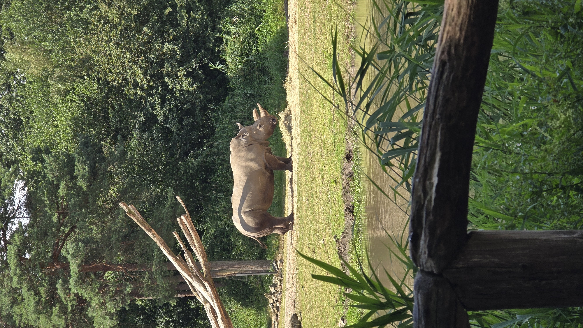 An adult rhinoceros stands in an outdoor enclosure at the Burgers' Zoo in Arnhem, Netherlands. The rhinoceros is light brown, with a large horn on its snout and a smaller horn on its forehead. It is facing to the right, and appears to be eating from a pile of hay. The enclosure is grassy with some trees in the background. A body of water is visible in the foreground, with reeds growing along its edge. A wooden fence is also visible in the foreground. The sky is a clear blue.