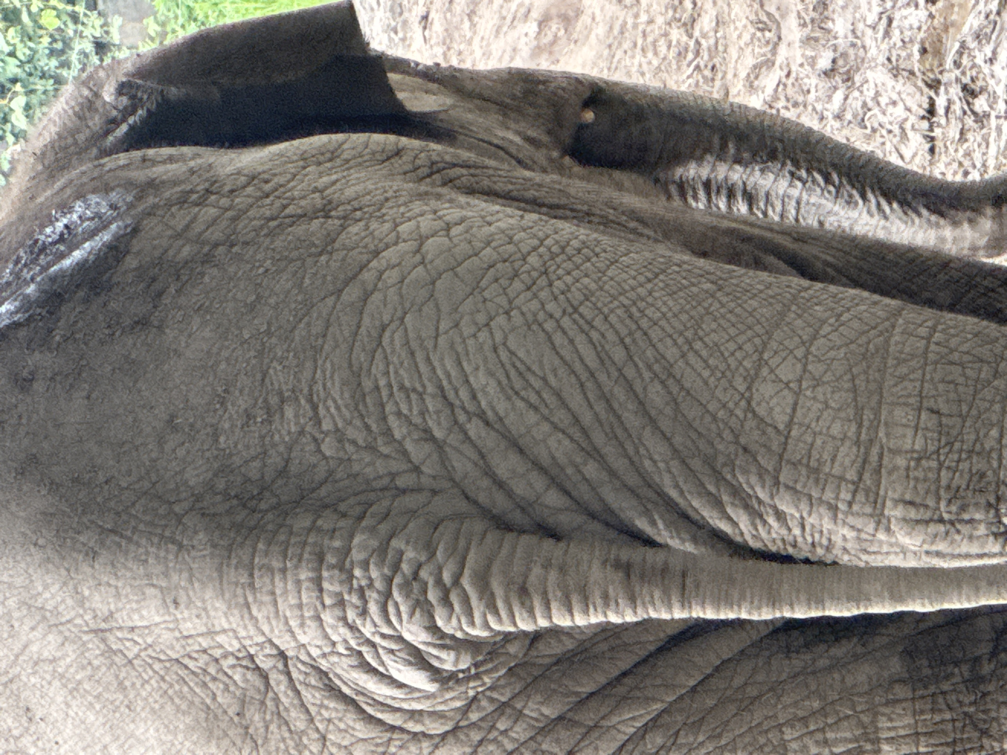 The image shows a close-up view of the rear of an elephant, focusing on its textured gray skin, tail, and part of its ear. The elephant is standing on a muddy surface, with some greenery visible in the background. There is no visible indication of the city of Pudong, China, or any human presence. The scene is a naturalistic depiction of an elephant in its environment.