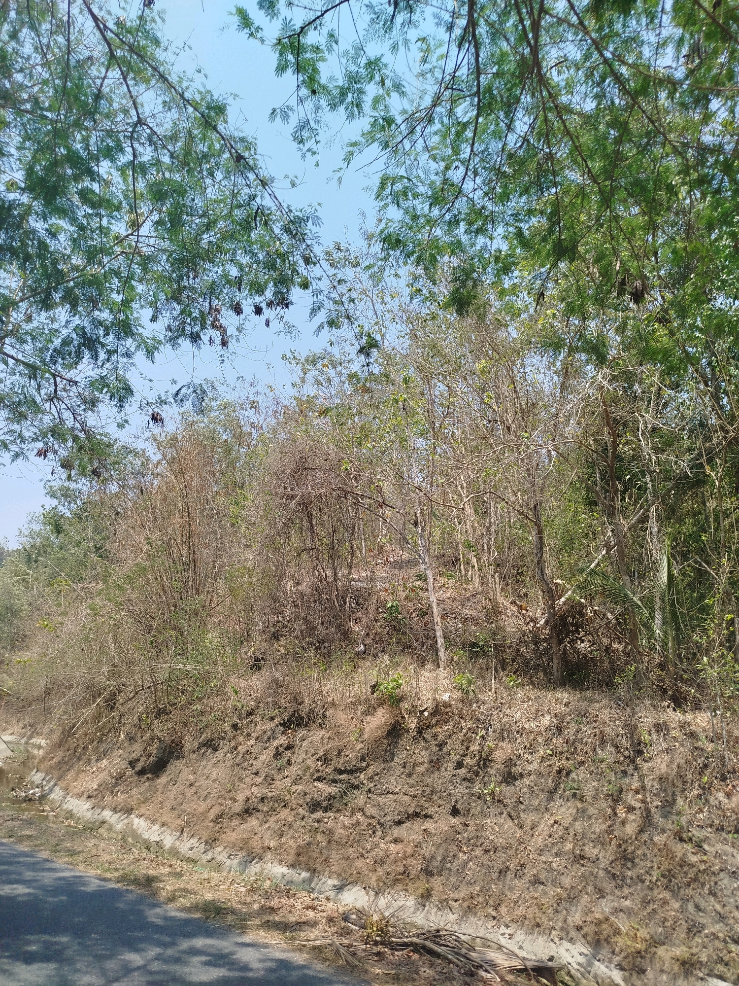 This is a photograph taken in Kutosari, Indonesia. The image shows a roadside embankment covered in dry vegetation and trees. A paved road is visible in the foreground, with a narrow, concrete-lined canal running alongside the embankment. The canal appears to contain murky water and some debris. The embankment itself is sloped and composed of dry soil, with scattered fallen leaves and dry grass. Behind the embankment, a dense area of trees and shrubs forms a natural backdrop. Some of the trees are bare and appear dry, while others are covered in green foliage. The sky is clear and blue, suggesting a sunny day. The overall scene depicts a rural or semi-rural environment with signs of dry or possibly arid conditions.