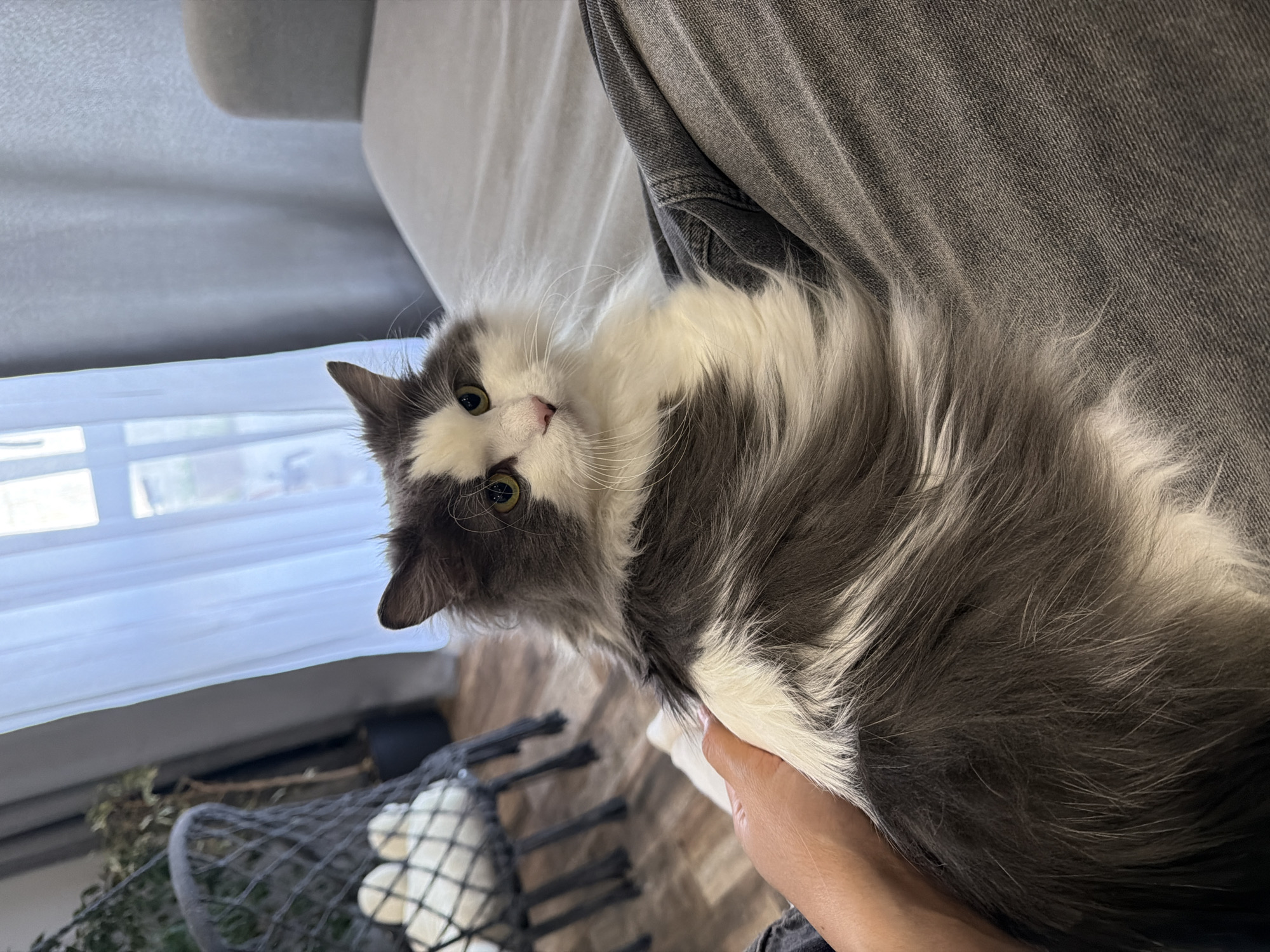 A medium shot captures a fluffy, gray and white cat lying on what appears to be a person's lap. The cat is oriented at an angle, with its head tilted towards the camera. Its gaze is focused directly on the viewer. The cat's fur is long and soft, with a mix of gray and white colors. The background includes a gray couch and a window with white curtains. A wire basket with white objects inside is partially visible in the lower left corner of the frame. The setting is likely indoors. There is no information about the location being Chaikovsky, Russia.
