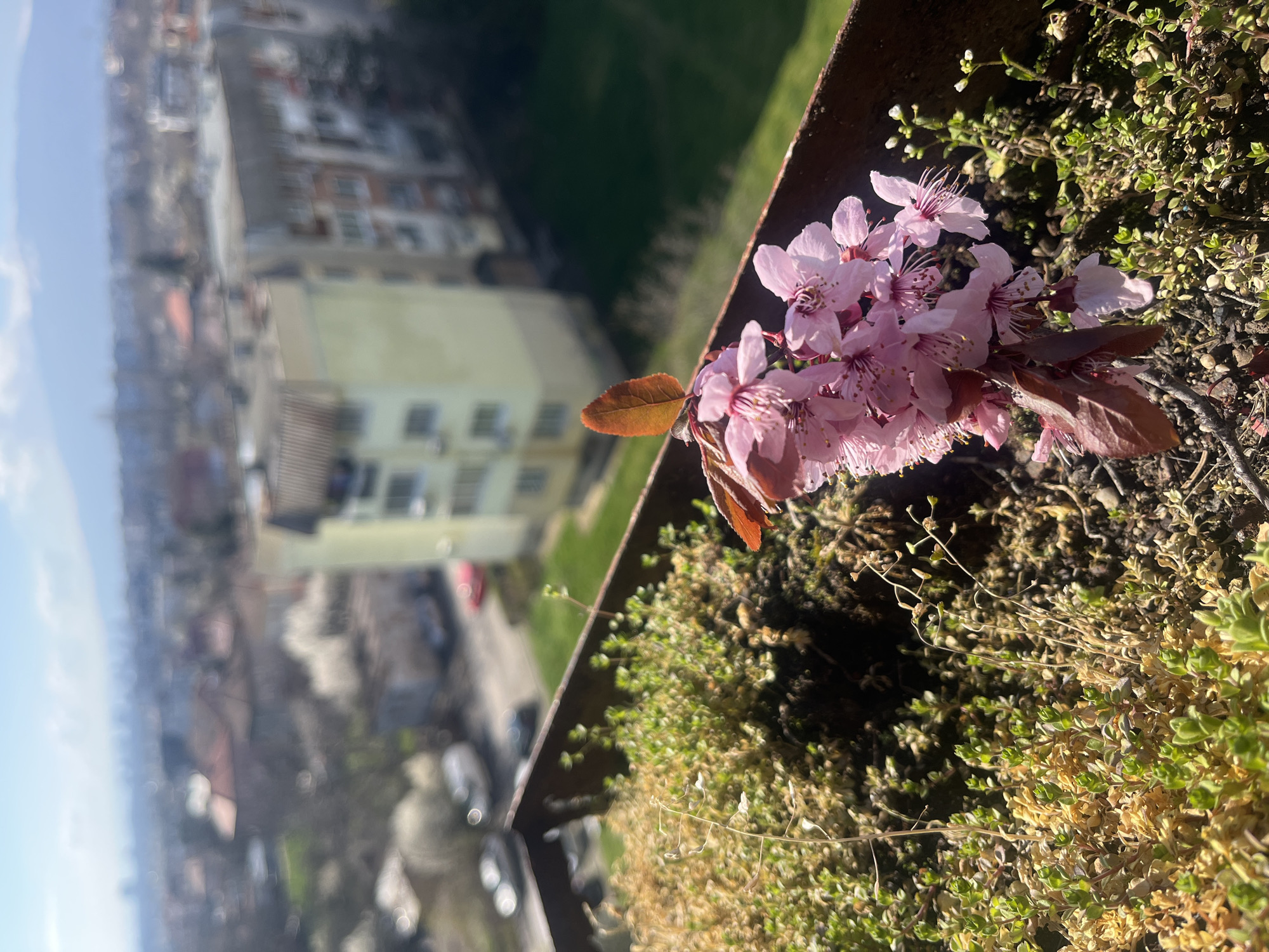 The image depicts a cluster of pink cherry blossoms in full bloom, situated on what appears to be a rooftop planter or balcony railing. The plants around the cherry blossoms are a mix of green and yellowing foliage. A dark metal railing or edge is visible.
In the background, out of focus, is a cityscape of Sofia, Bulgaria, with multi-story residential buildings and trees. Cars are visible on the street. The sky is partially visible. The photograph appears to have been taken from an elevated position, giving a slightly tilted perspective of the urban landscape.