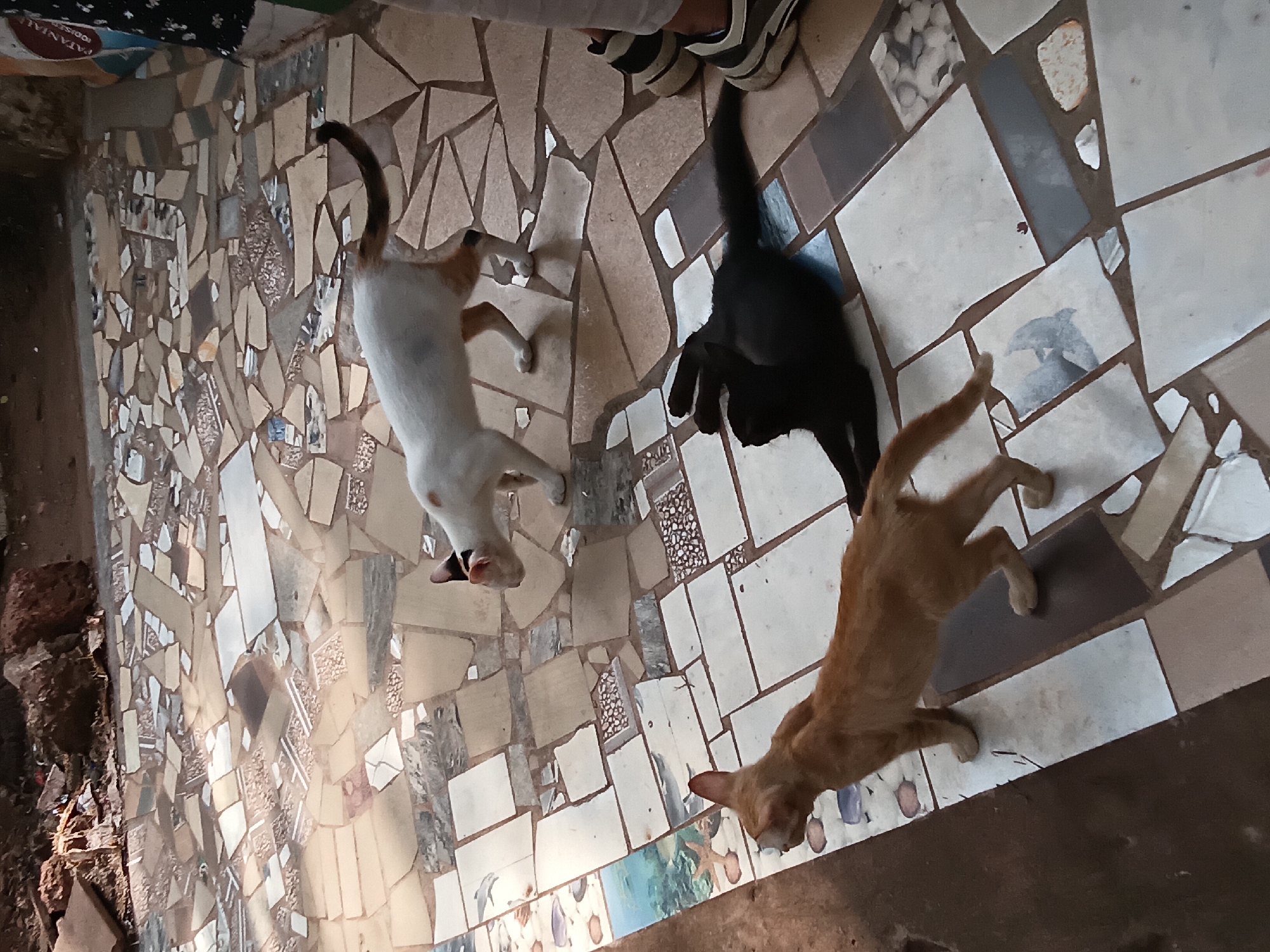 The image shows three cats on a tile floor. One cat is mostly white with brown markings on its head and tail. Another cat is black, and a third is orange. The tile floor is multicolored with a mosaic-like pattern. The location of the image is Marna, India.