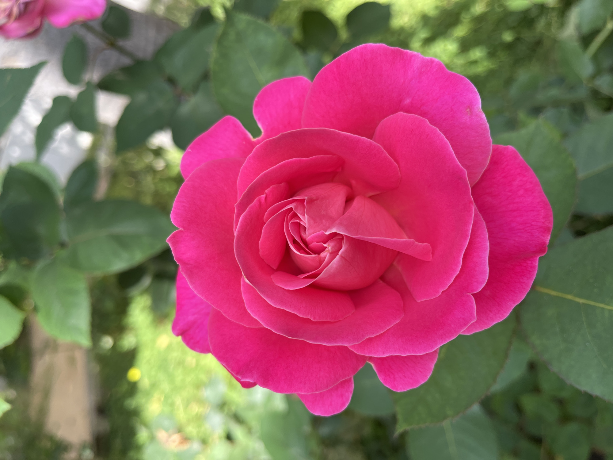 A close-up, high-angle shot captures a fully bloomed, deep-pink rose. The rose is the central subject, its petals arranged in a tight spiral formation at the center, gradually unfolding outwards. The petals display a slight velvety texture. The background consists of lush green foliage, with the leaves appearing slightly out of focus. The light suggests an outdoor setting with natural daylight illuminating the scene. The location is unknown, and there is no indication of Alanya, Turkey. No people, actions or interactions are visible in the frame.