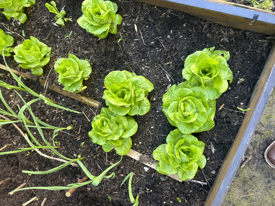 This overhead view captures a section of a raised garden bed situated in Vincennes, France. The bed contains dark, tilled soil with scattered light organic debris. Approximately ten compact heads of vibrant green butterhead lettuce are visible, arranged in clusters across the lower and central areas of the frame. Several slender, upright green shoots, consistent with an allium species such as garlic, are growing primarily in the upper left quadrant. The garden bed is bordered by dark-stained wooden planks, which are visible along the bottom and right edges of the image. A brown shoe with a lighter-colored sole is partially visible in the bottom-left corner, positioned on lighter ground immediately adjacent to the raised bed.