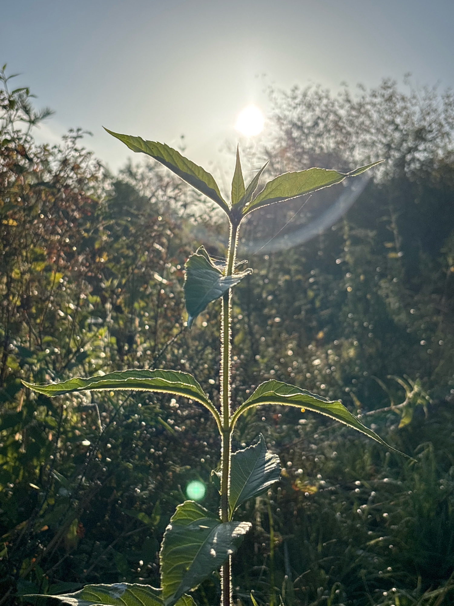 A close-up, low-angle shot captures a tall, slender green plant with serrated leaves silhouetted against a bright, hazy sun. The plant's stem is thin and rigid, with leaves emerging at intervals along its length. Fine hairs are visible on the stem and leaf edges. The sun, positioned slightly above and to the right of the plant's apex, emits a strong, diffused light that creates a bright halo effect. Numerous small, circular reflections, likely from water droplets on surrounding foliage, are scattered throughout the background, indicating a dewy or misty environment. The background consists of out-of-focus green and brown vegetation, with hints of brighter colors in the distance. The image appears to be taken outdoors in a natural setting, possibly a field or garden, with the sun suggesting either early morning or late afternoon. The location is identified as Семибратово, Russia.