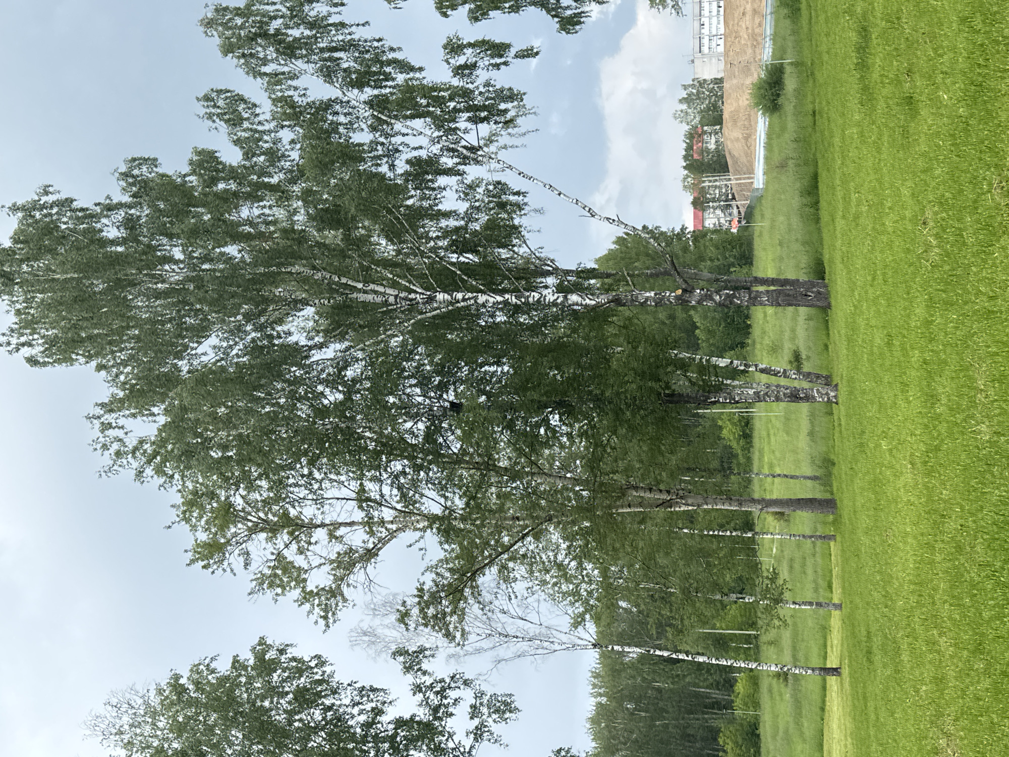 The image captures a serene outdoor scene with a focus on a cluster of birch trees in a grassy field. The trees, predominantly birch with their characteristic white bark and green foliage, are scattered across the frame. Some of the trees are tall and slender, while others are shorter and more mature. The ground is covered in lush green grass, appearing well-maintained.
In the background, beyond the trees, there's a gentle slope leading up to a series of buildings. Two main buildings are visible: one is a red-brick structure with multiple stories and a distinct architectural style, and the other is a longer, lighter-colored building, possibly an apartment complex or administrative building, with numerous windows. Between the buildings and the grassy field, there is a construction site with a large mound of dirt and fencing. The sky is overcast with scattered clouds, suggesting a temperate weather condition.
The image appears to be taken in the city of Berezniki, Russia, specifically in an area where urban development meets a natural landscape. The presence of both residential or administrative buildings and a construction site indicates a developing or transitioning area within the city. There are no people visible in the image, and the scene is static and peaceful, devoid of any overt action or interaction. The overall environment is one of natural beauty juxtaposed with ongoing urban development.