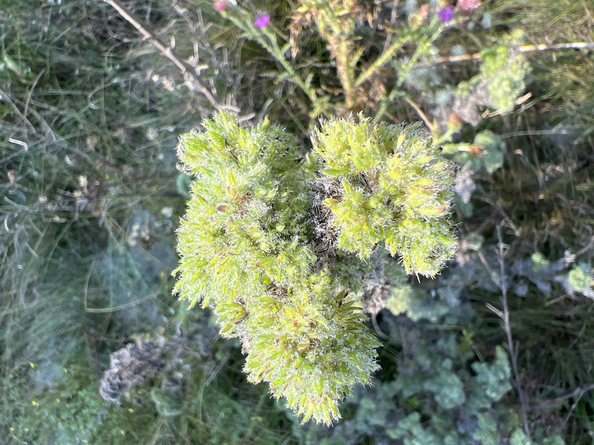 A close-up, overhead shot captures a cluster of bright green, fuzzy plants, possibly moss or a low-lying shrub, covered in a fine layer of dew or frost. The foreground is dominated by this textured vegetation, with some brown and dry elements interspersed. In the background, a soft-focus tapestry of green foliage, dry grasses, and thin branches creates a natural, slightly wild environment. A few small, dark spots are visible within the green clumps, and a faint pinkish-purple flower can be seen in the upper right quadrant, partially obscured. The overall impression is of a damp, cool morning in a natural setting. There are no people or discernible man-made structures in the image. The location in Salavat, Russia, is not visually identifiable from the image itself.