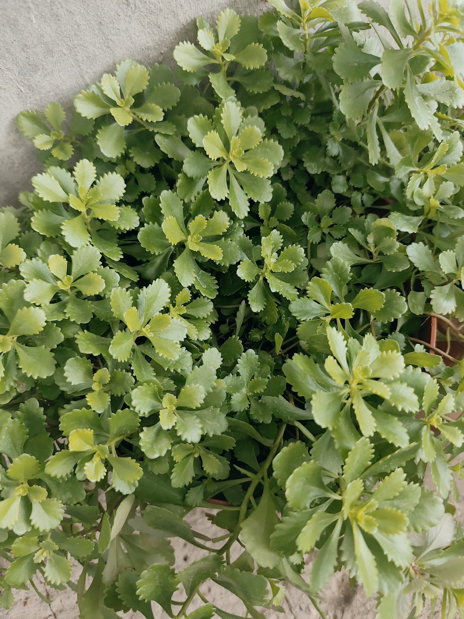 A close-up, overhead shot captures a dense cluster of small, light green succulents with serrated edges on their leaves. The plants are lush and healthy, filling the frame. In the background, a pale, textured surface, possibly concrete, is visible on the left, and a sandy or dusty ground is seen at the bottom. The lighting is soft, highlighting the delicate textures of the leaves. The image provides no information about people, actions, or interactions, and its location in Durlești, Moldova cannot be determined from the visual evidence.