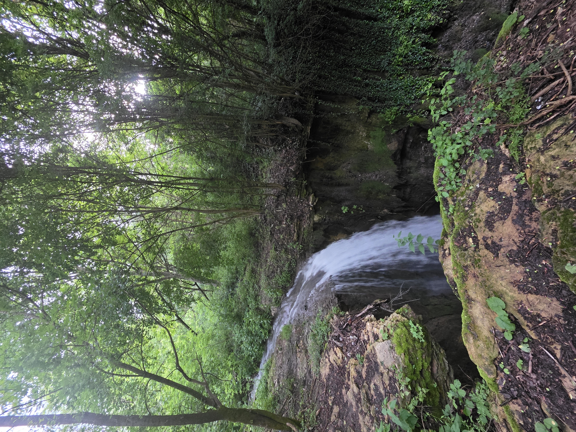 An outdoor, vertically oriented image captures a vibrant natural scene centered around a waterfall in Bela, Bulgaria. The main subject is a white, frothy waterfall cascading down a rocky incline into a deep, shadowy gorge below.
The scene is dominated by lush green foliage. Tall trees with dense canopies frame the upper portion of the image, with bright sunlight dappling and filtering through their leaves, creating pockets of light and shadow. The foreground and the immediate banks of the waterfall are covered in various green plants, moss, and ivy, growing on rocks and earthy slopes. The rocky terrain appears rugged, with visible soil and rock formations covered in some areas by dense vegetation.
The image is taken from an elevated perspective, looking down into the gorge where the water flows. The water appears to be in motion, characteristic of a waterfall, creating a soft, blurred effect due to a longer exposure or fast-moving water.
The time of day appears to be daytime, possibly morning or early afternoon, indicated by the bright, overhead sunlight piercing through the tree canopy. No specific weather conditions are discernible beyond the apparent brightness. There are no people or man-made objects visible, nor any discernible text. The overall atmosphere conveyed is one of natural beauty, tranquility, and a thriving ecosystem.