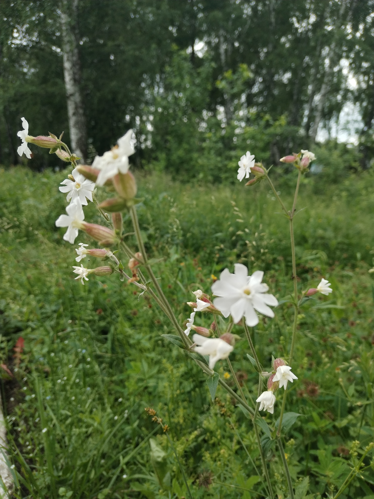 A close-up, eye-level shot captures a cluster of delicate white flowers with thin green stems against a blurred backdrop of a verdant, grassy field and distant trees. The flowers, some fully bloomed and others in bud, are the main subjects. The background suggests a natural, rural environment, potentially the outskirts of the village of Акбердино, Russia, characterized by lush vegetation and deciduous trees. No people or animals are visible. The lighting appears to be natural daylight, creating a soft, diffused illumination.