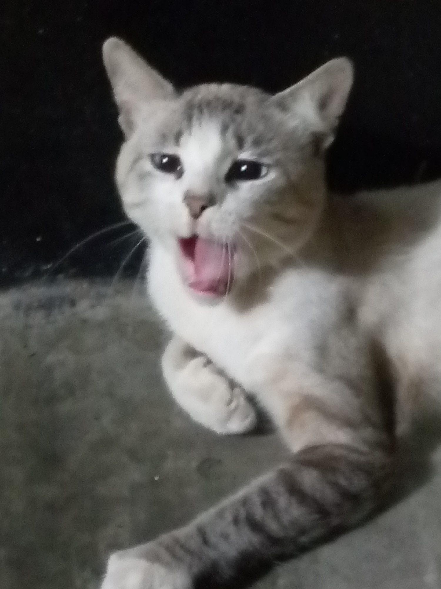 A domestic cat, predominantly white with grey markings, is lying on a surface. Its mouth is open, likely yawning. The cat is indoors, against a dark background. The specific location in Las Guevaras, Venezuela cannot be determined from the image.