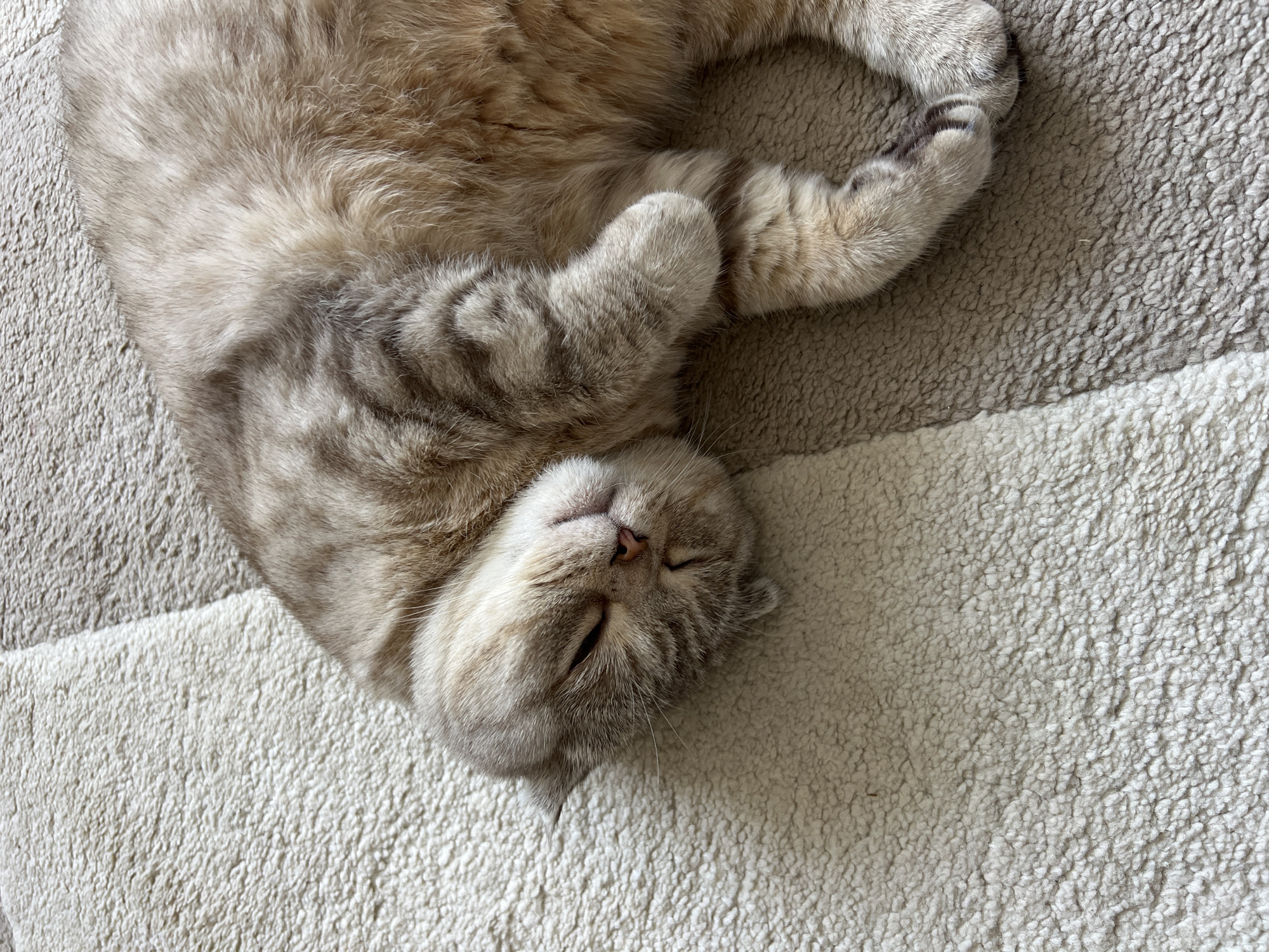 A light-colored cat lies on its back on a rug with stripes of different colors. The cat's paws are curled up near its chest, and its eyes are closed. The rug appears to be made of a soft, plush material. There are no people visible in the image. The location is not evident from the image.