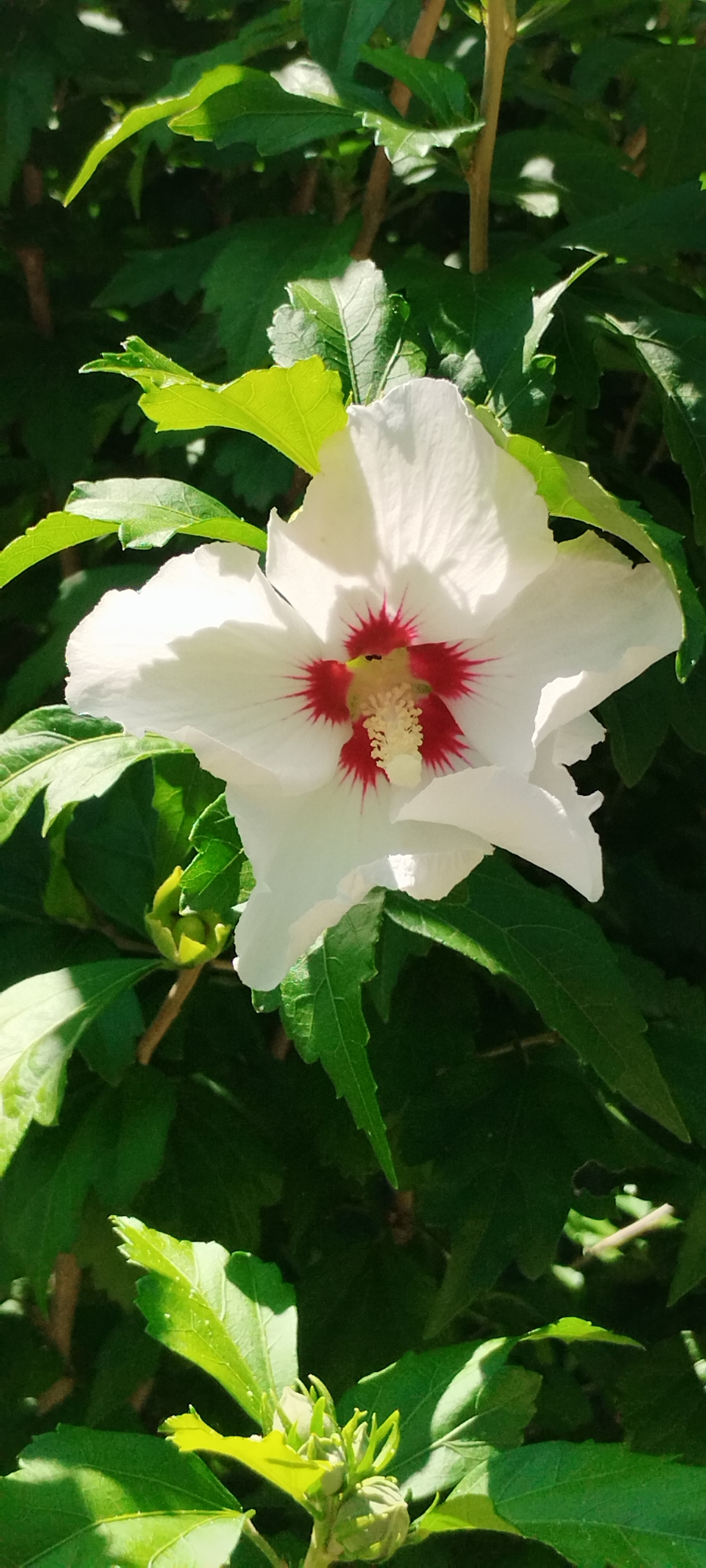 This image shows a close-up of a white hibiscus flower with red accents in its center, surrounded by lush green leaves. The flower is in focus, with its delicate white petals unfurling. The center of the flower displays a vibrant red pattern radiating from the stamens, which are a pale yellow. The background is filled with the dark green foliage of the plant, creating a stark contrast with the bright white of the bloom. Sunlight dapples through the leaves, highlighting some areas and casting shadows on others, adding depth to the scene. In the lower left corner of the image, a cluster of unopened flower buds is visible, suggesting the plant is in its blooming season. The overall impression is one of natural beauty and vibrant growth. There is no visible indication of the location being in Yaroslavskaya, Russia.