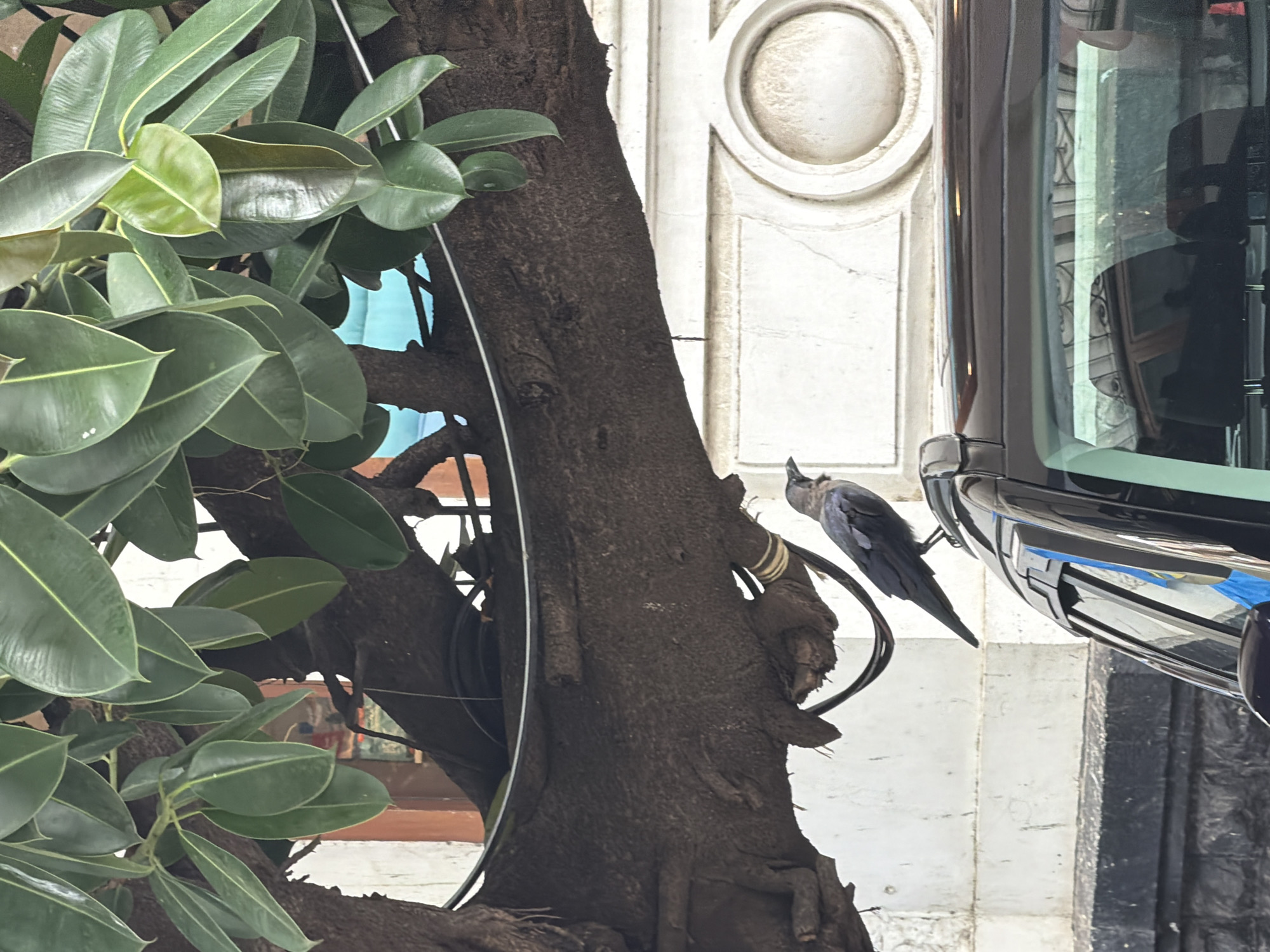 A crow perches on the roof of a black car parked on a street in Mumbai, India. The crow is facing right, with its beak slightly open. The car's roof is shiny black, reflecting the surroundings. Above the car, a large tree with dark brown bark and vibrant green leaves is visible. The tree trunk appears thick and gnarled. In the background, a light-colored wall with decorative circular molding can be seen. The overall scene suggests an urban environment with natural elements.