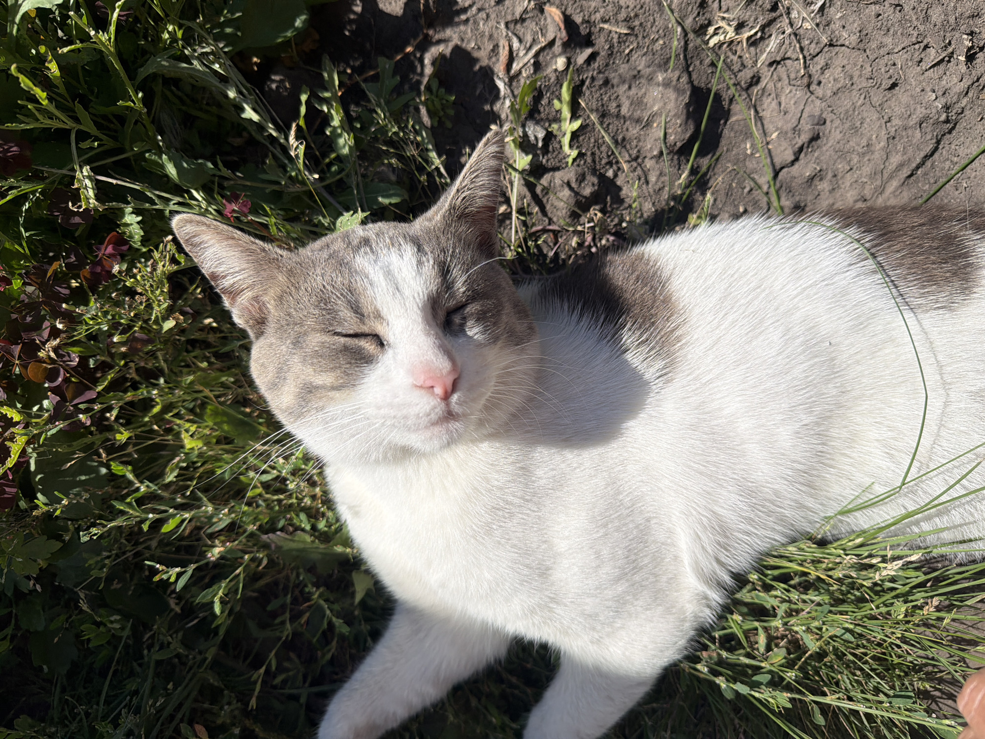 A domestic cat, predominantly white with grey markings on its head and back, lies stretched out on the ground in what appears to be a grassy area adjacent to dry soil, illuminated by bright sunlight. The cat's eyes are closed, and its head is tilted slightly upwards, suggesting a relaxed or basking posture. Its pink nose and white whiskers are visible. The background consists of green foliage and dark soil with some dried leaves. This scene is not located in the city of Novosibirsk, Russia.