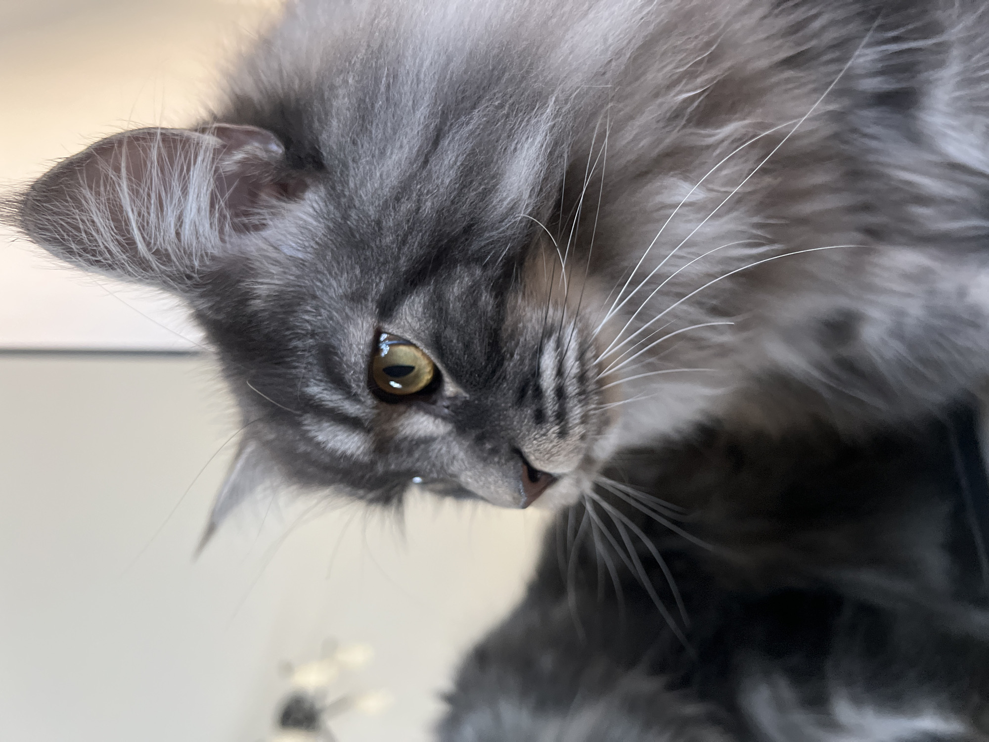 The image is a close-up, eye-level shot of a grey Maine Coon cat's face, taken indoors against a blurred, light-colored background that suggests an indoor setting. The cat is facing to the left, with its profile prominently displayed. Its fur is a mix of grey and silver, with distinct tabby markings around its face and ears. The cat has large, expressive yellow eyes with dark pupils, and its long, white whiskers are clearly visible, fanning out from its muzzle. The cat's ears are pointed and tufted with fine hairs. The background is out of focus, but hints of what appear to be interior lighting fixtures or decorations are visible. There is no indication of the city of Ternopil, Ukraine, or any specific location within it. The image focuses solely on the cat's features.