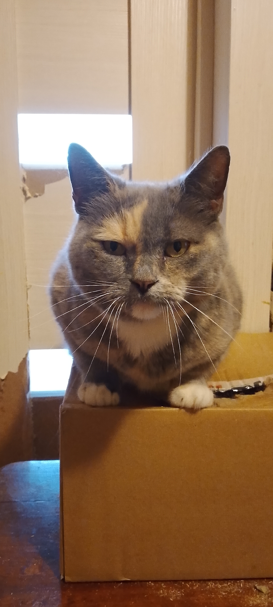 The image shows a medium shot of a calico cat sitting on top of a cardboard box. The cat is looking directly at the camera with a neutral expression. Its fur is a mixture of gray, white, and orange patches. The cat's paws are white and it has long white whiskers. The cardboard box is a light brown color and appears to be slightly worn. The background consists of a wooden door frame and a bright opening, possibly a window or doorway. There is no indication of the location being in Belgorod, Russia, or any specific city. The scene is indoors and appears to be a domestic setting.