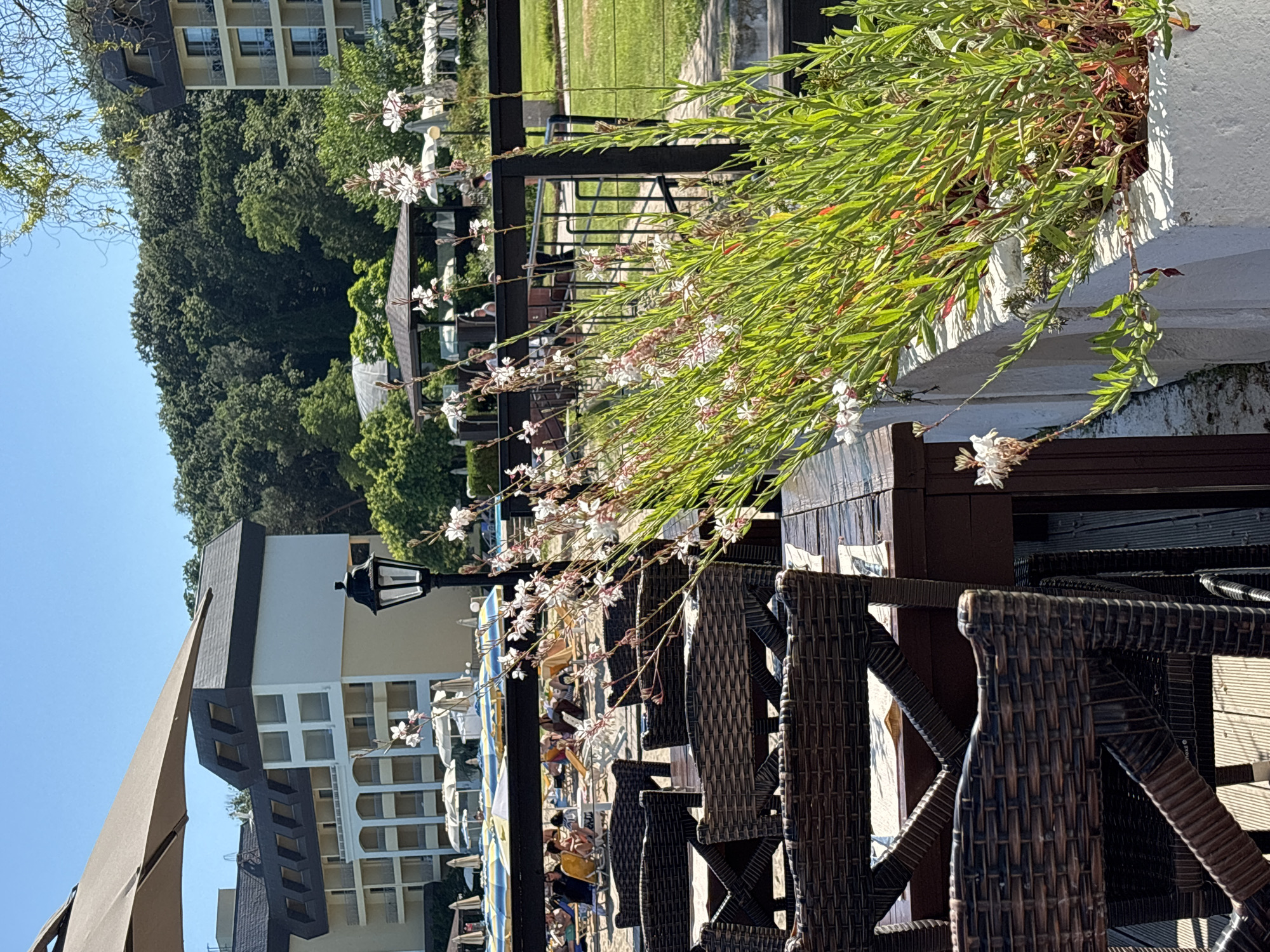 The image depicts an outdoor seating area with woven chairs and wooden tables, likely a restaurant or cafe, situated in the city of Varna, Bulgaria. In the foreground, several dark brown woven chairs surround a dark wooden table. Beyond the seating area, a beach scene unfolds, with numerous lounge chairs and colorful umbrellas set up on the sand. The background features a large, multi-story hotel building with a light-colored facade and dark roofs. Further in the distance, a lush green forest covers a hillside. The sky is clear and blue, indicating a sunny day. A black lamppost stands between the seating area and the beach. In the lower right of the image, a planter box overflows with a dense arrangement of green plants and delicate white flowers. The overall scene suggests a resort or beachfront establishment in Varna, likely during the daytime.