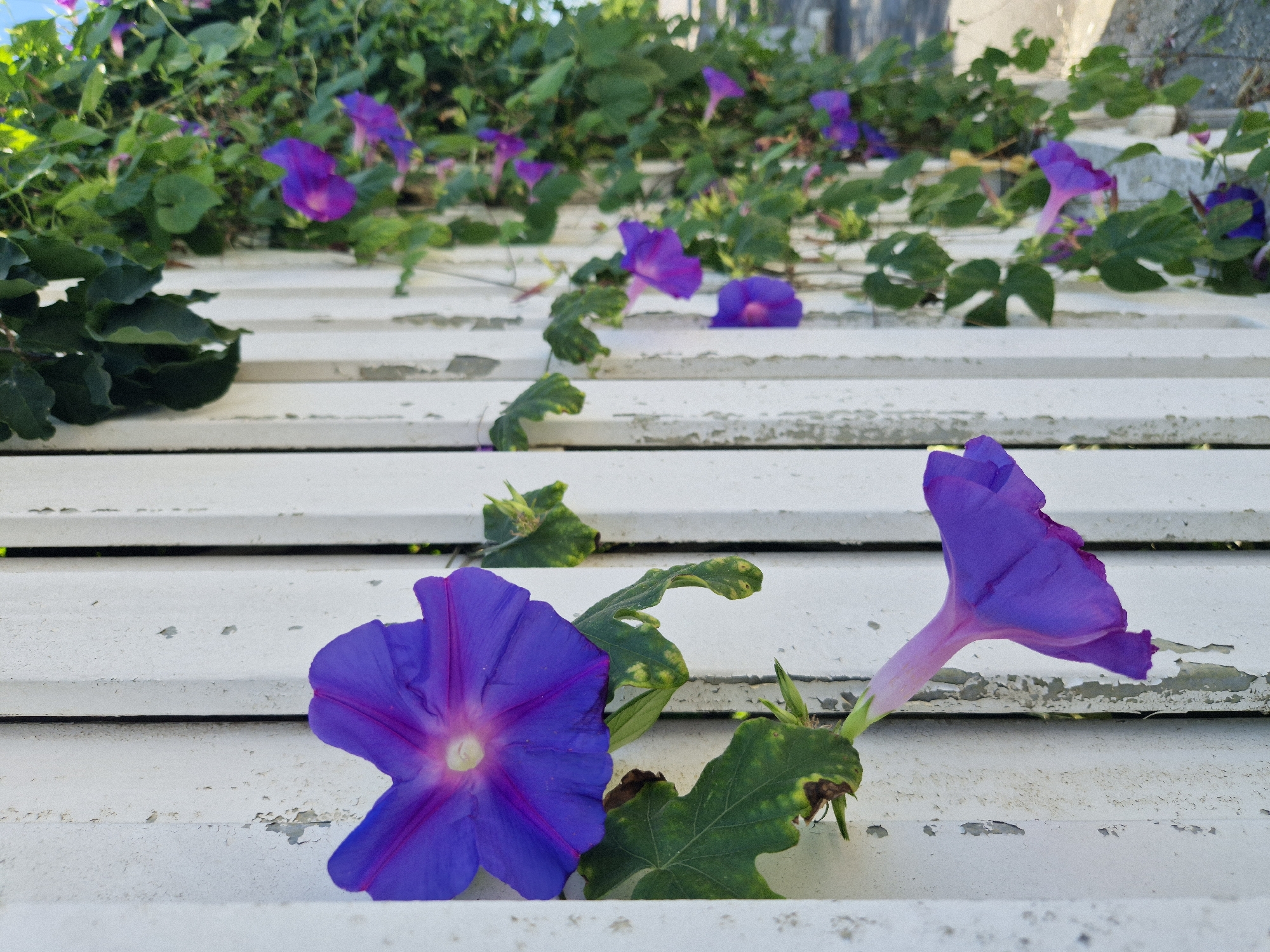 The image shows purple morning glories climbing a weathered white picket fence. The flowers are in various stages of bloom, with some fully open and others still unfurling. The fence is made of vertical wooden planks that are peeling in several places, revealing a darker wood underneath. Green leaves and vines of the morning glory plant are intertwined with the fence. The background is slightly blurred, showing a hint of a street and sky. The scene is outdoors, likely in a residential area given the picket fence. This scene could be found in a garden or along a property line in the city of Taranto, Italy, where such flowering vines are common. There are no people visible in the image.