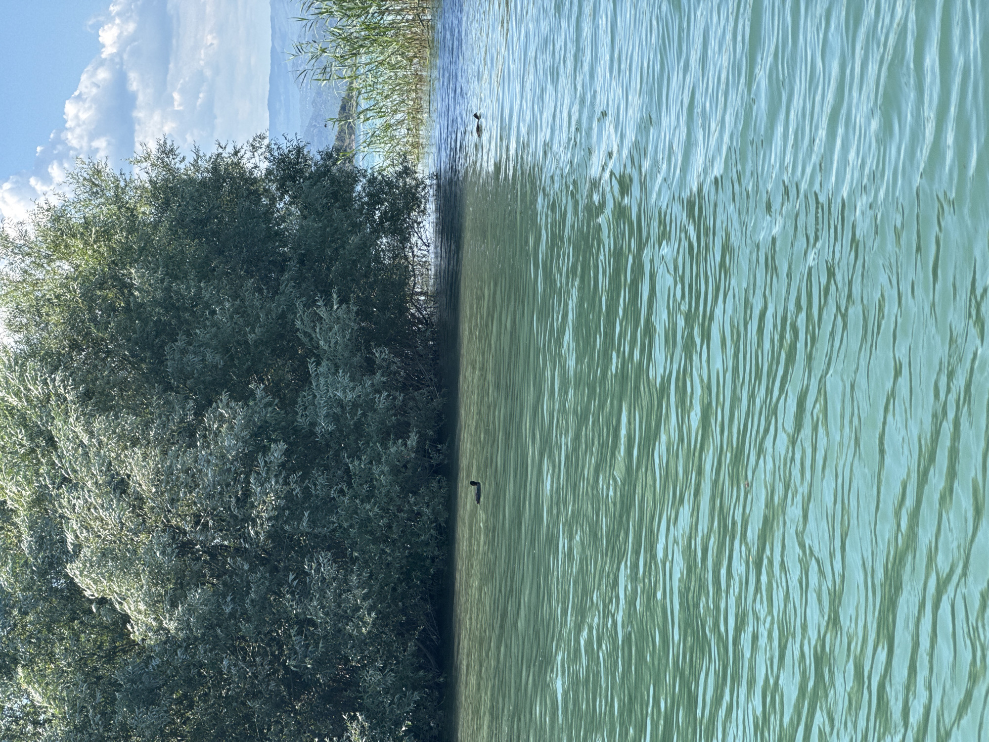 The image shows a waterfront scene, possibly in Vranjina, Montenegro, featuring the edge of a body of water (possibly Lake Skadar, though the water is more turquoise), and foliage (trees and reeds) along the shore. There are two dark objects visible in the water, possibly birds or other aquatic life. The sky is partially visible with white clouds. The image is rotated 90 degrees counter-clockwise.