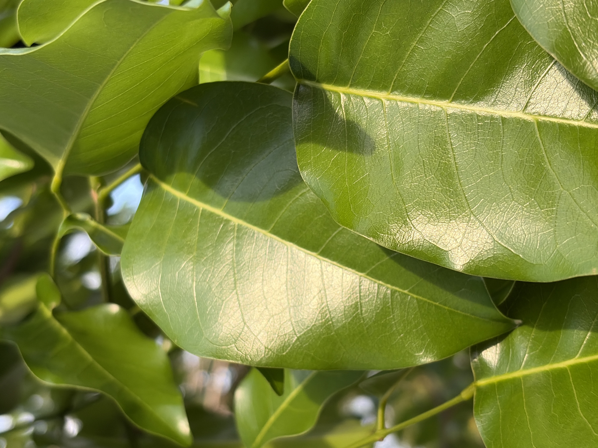 The image depicts a close-up of several glossy, green leaves. The leaves have prominent central veins and a network of smaller veins visible on their surfaces. They appear to be overlapping and densely packed together. The background is blurred, suggesting a natural outdoor environment, possibly a tree. The location is Guayana City, Venezuela, but the image doesn't contain enough visual information to confirm or deny this claim. There are no people or recognizable objects in the immediate view.