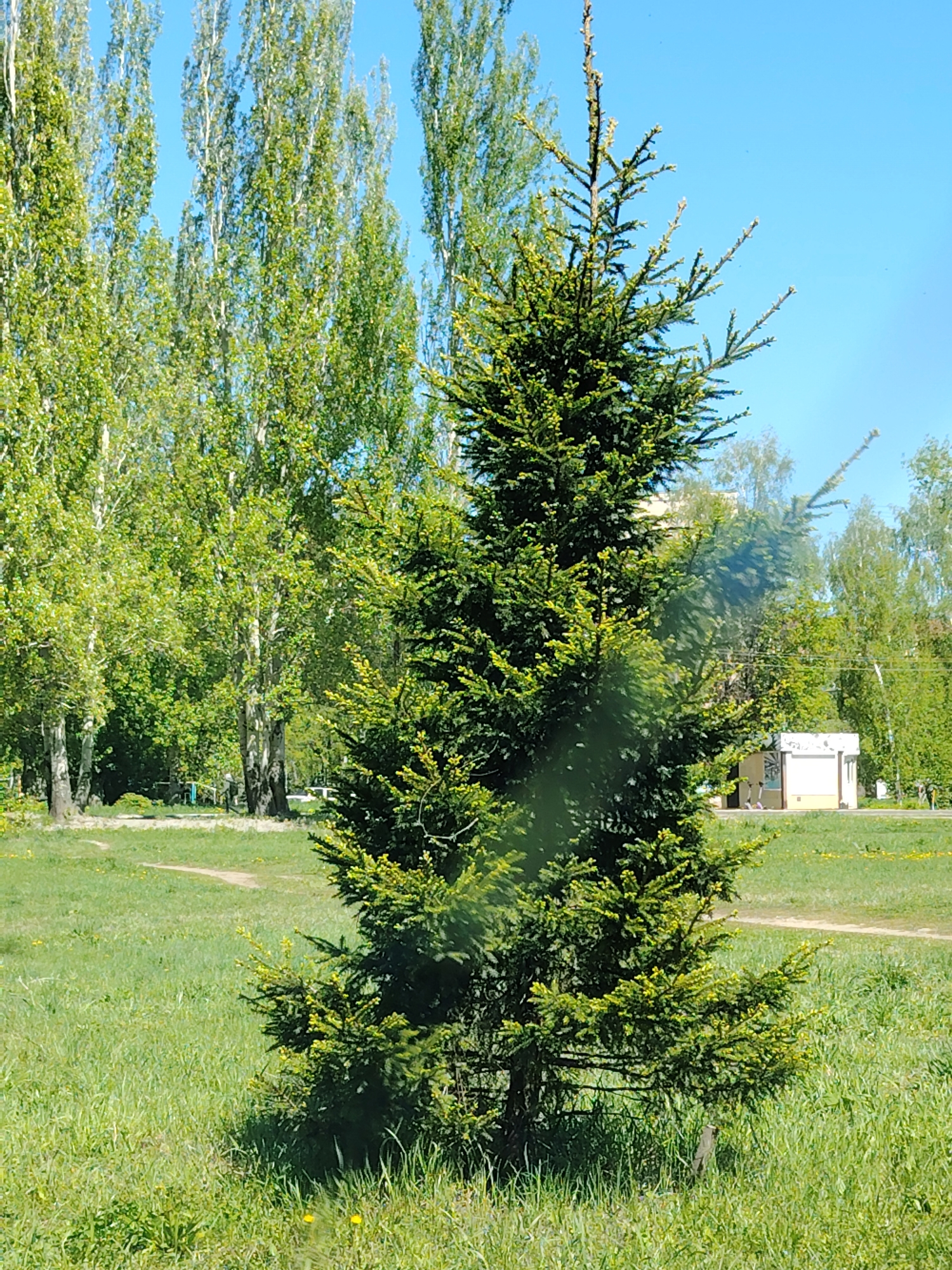 The image shows a green fir tree in a grassy area, likely a park or green space within the city of Unknown, Unknown. Tall, thin trees with green leaves are visible in the background, suggesting a wooded area. A small building is partially visible in the background, with some other green vegetation. The sky is blue, indicating a clear day. The grass is green with some yellow flowers.