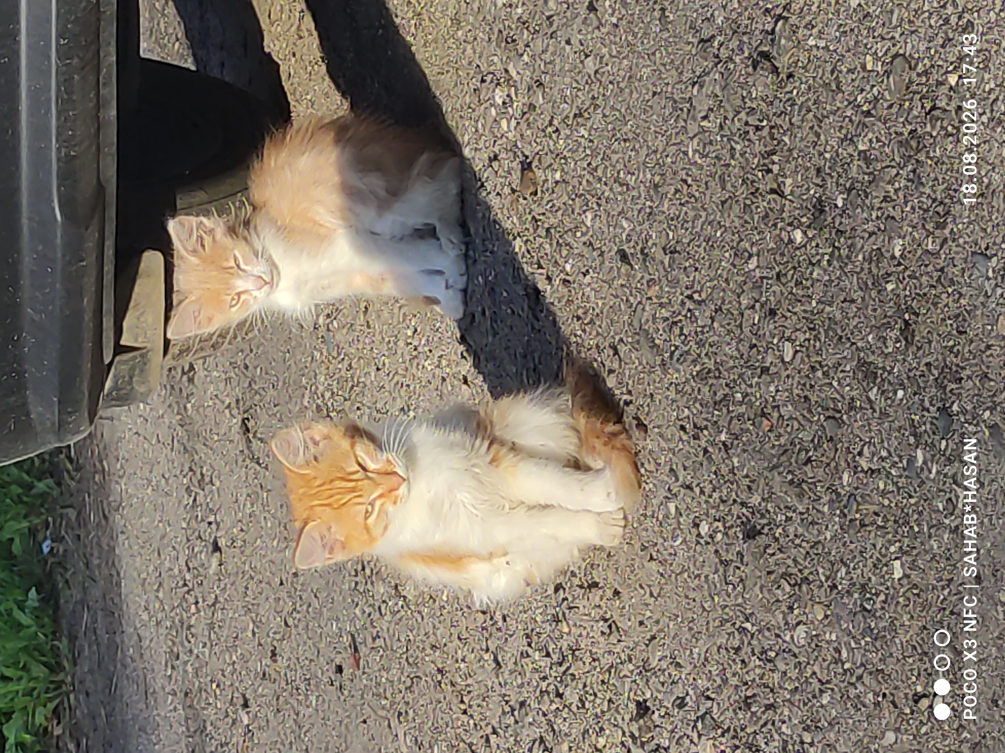 Two ginger and white kittens are sitting on a gravel surface next to a dark-colored vehicle. The kitten on the left is facing forward and appears to be looking at the camera. The kitten on the right is also facing forward, with its head slightly tilted. The ground is covered in small stones and pebbles, and there is some green vegetation in the background. The scene is lit by sunlight, casting shadows from the vehicle onto the ground. The image has a timestamp and watermark indicating it was taken with a POCO X3 NFC on August 18, 2026, at 17:43. The location is specified as Kostroma, Russia.