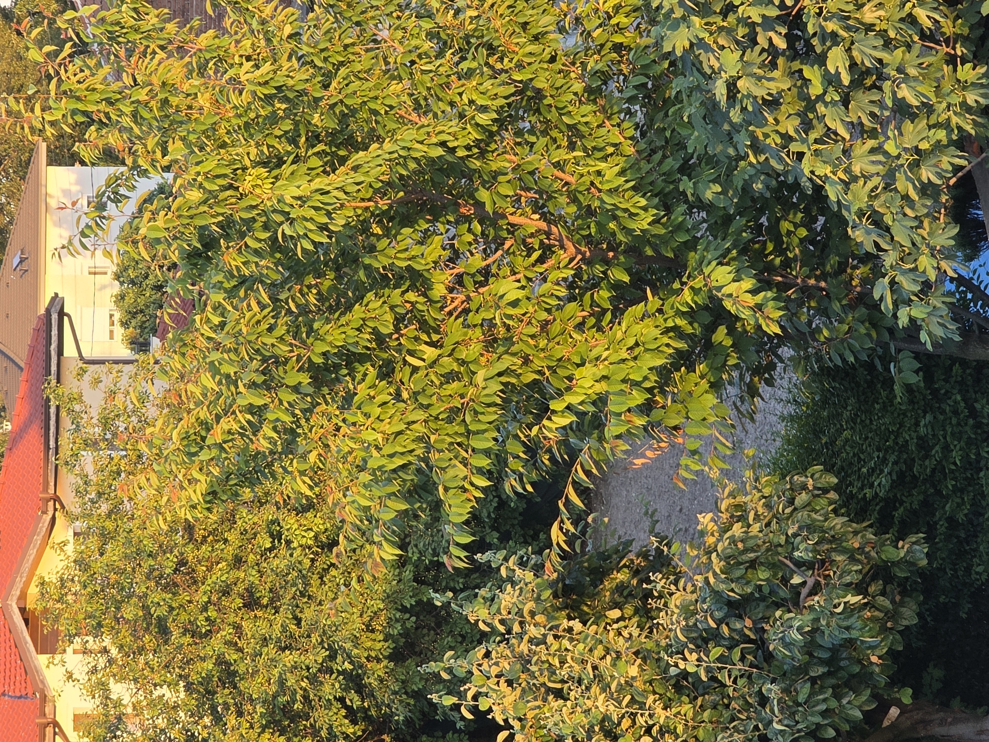 The image shows a dense cluster of trees and shrubs in Yagodovo, Bulgaria, illuminated by golden light. Visible behind the foliage are sections of residential buildings, including red-tiled roofs and light-colored walls. A blue, reflective surface, likely water, is partially visible to the right. The environment appears to be a residential area with mature landscaping.