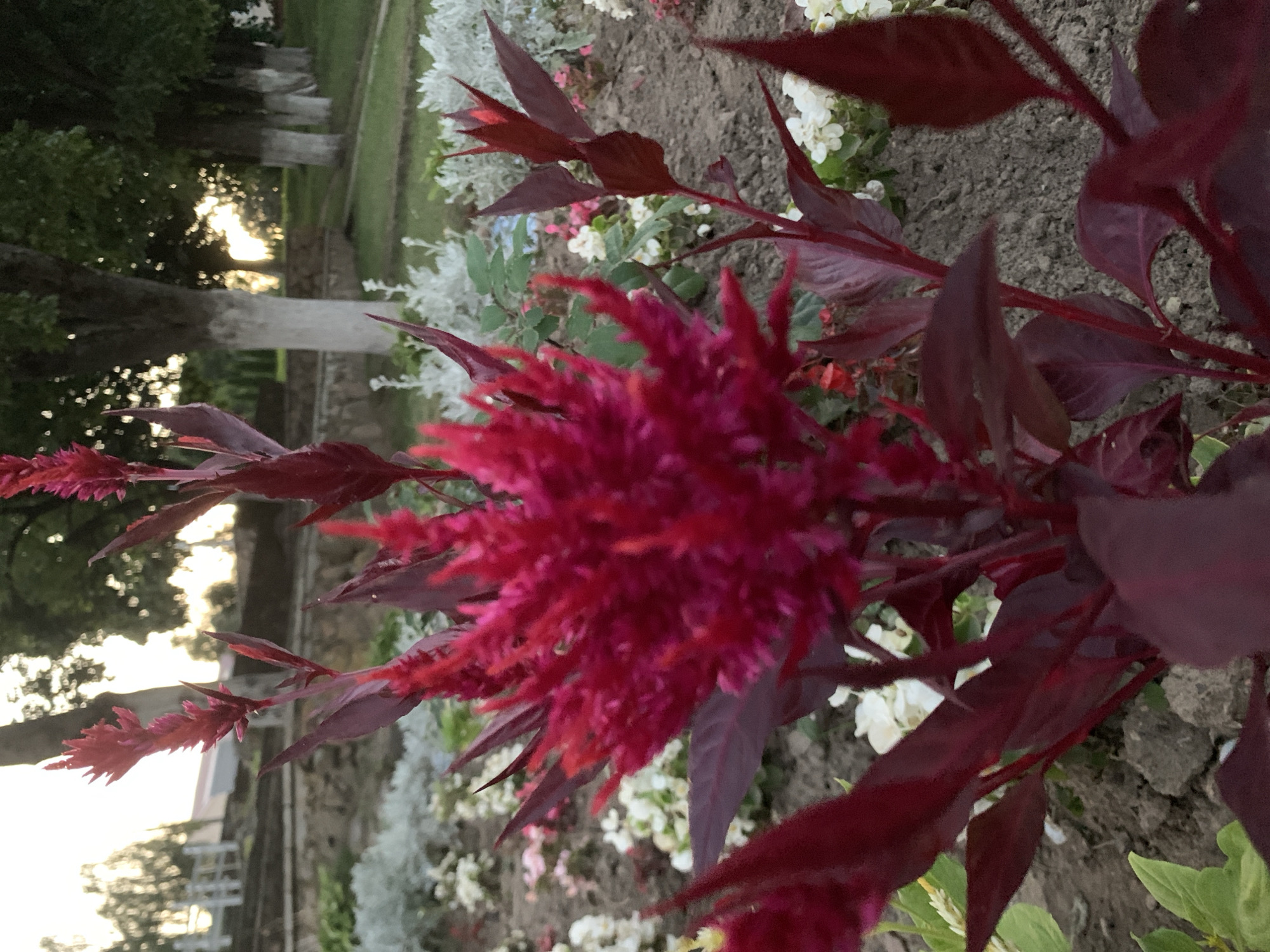 The image is a close-up shot of a vibrant red flower with dark red leaves, likely a variety of Celosia. The flower is in the foreground, with its feathery bloom dominating the center of the frame. Behind the flower, a garden bed with smaller white and pink flowers is visible, along with patches of dark soil. In the background, a row of trees with white-painted trunks line a grassy area. The lighting suggests it is late afternoon or early evening, with the sun setting behind the trees, casting a warm glow. The environment appears to be a park or garden, possibly in the city of Kapyĺ, Belarus, given the context. There are no people or animals visible in the image.