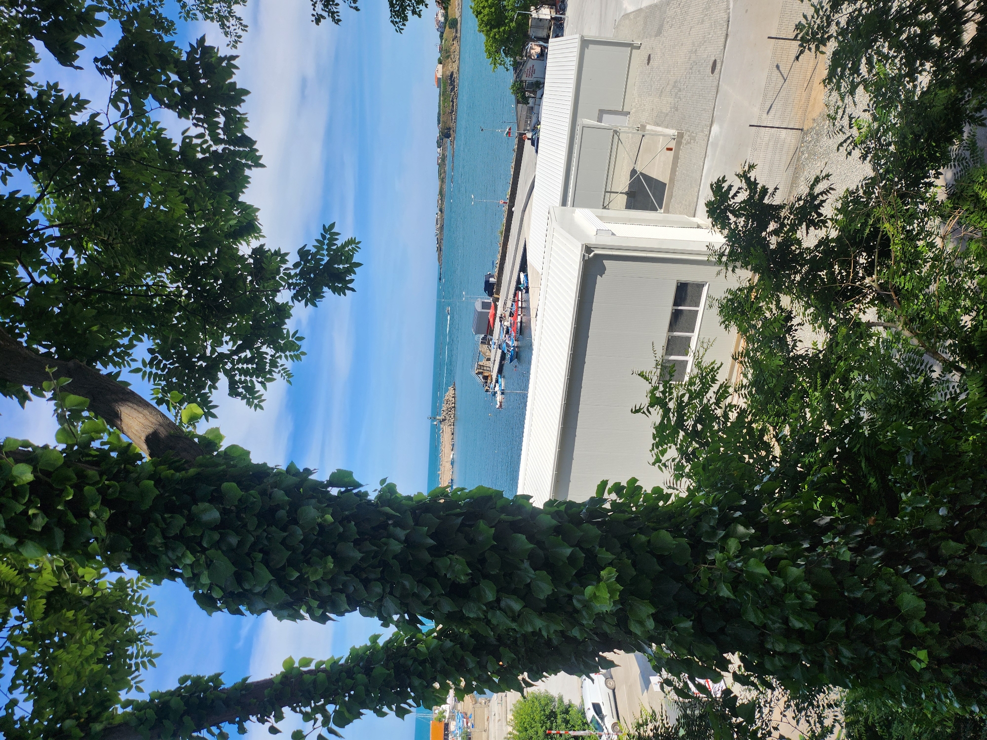 The image shows a view of a harbor and some buildings, framed by lush green foliage and branches of trees in the foreground. The water in the harbor is a vibrant blue, reflecting the clear sky above. Several small boats are docked or moving in the water. Adjacent to the harbor are white, modern-looking buildings with large windows. A paved area, possibly a walkway or parking lot, separates the buildings from a fence and a patch of gravel. In the distance, along the coastline, more buildings and greenery are visible. The scene appears to be set on a sunny day, with a bright blue sky with scattered clouds. The image is oriented vertically, with the trees and foliage dominating the left side and the harbor and buildings on the right. The overall impression is one of a coastal industrial or port area on a pleasant day.