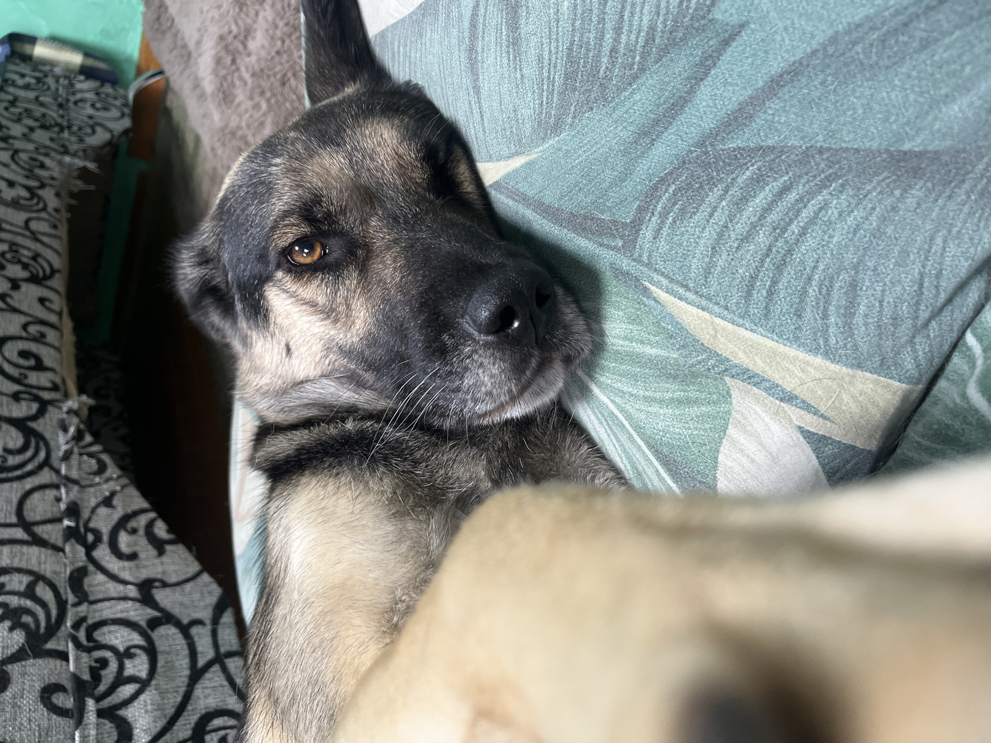 The image shows a close-up of a dog lying on a bed or couch. The dog has short, mixed-breed fur with patches of gray, black, and tan. Its head is turned towards the camera, and its eyes are open and looking forward. The dog's ears are pointed and alert.
The background is out of focus, but appears to be a patterned fabric, possibly a pillow or blanket, with a leaf-like design in shades of green and beige. To the left, there's a glimpse of another patterned fabric with a black and white swirl design, and a teal-colored object that might be part of a wall or furniture. The lighting suggests it is indoors, possibly during the day given the brightness. The dog's expression seems calm and relaxed, suggesting it is comfortable in its surroundings. No text is visible in the image. The location context is Nizhny Tagil, Russia.