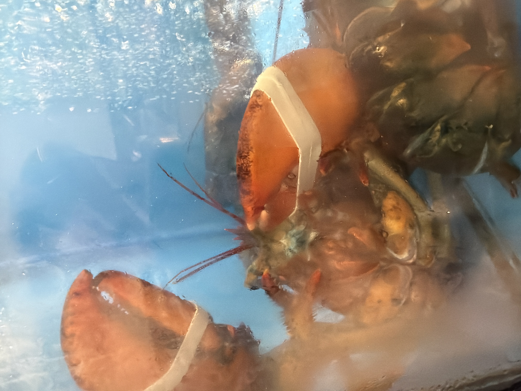 The image presents a close-up view of a live lobster submerged in a water tank. The lobster, primarily dark greenish-brown with hints of reddish-orange, is seen from an angled perspective. Its prominent claws are secured with light-colored rubber bands, one clearly visible in the upper center and another in the lower left of the frame, a common practice to prevent injury before consumption. The water in the tank is a light blue, and numerous small, bright specks, possibly air bubbles or reflections from the tank's surface, are scattered throughout, especially dense in the upper portion of the image. The water appears slightly murky or reflective, obscuring the background behind the lobster. This scene suggests a commercial setting, such as a seafood market or restaurant, where live lobsters are kept for sale or display in Burgas, Bulgaria. There is no visible text or specific indication of the time of day or weather.