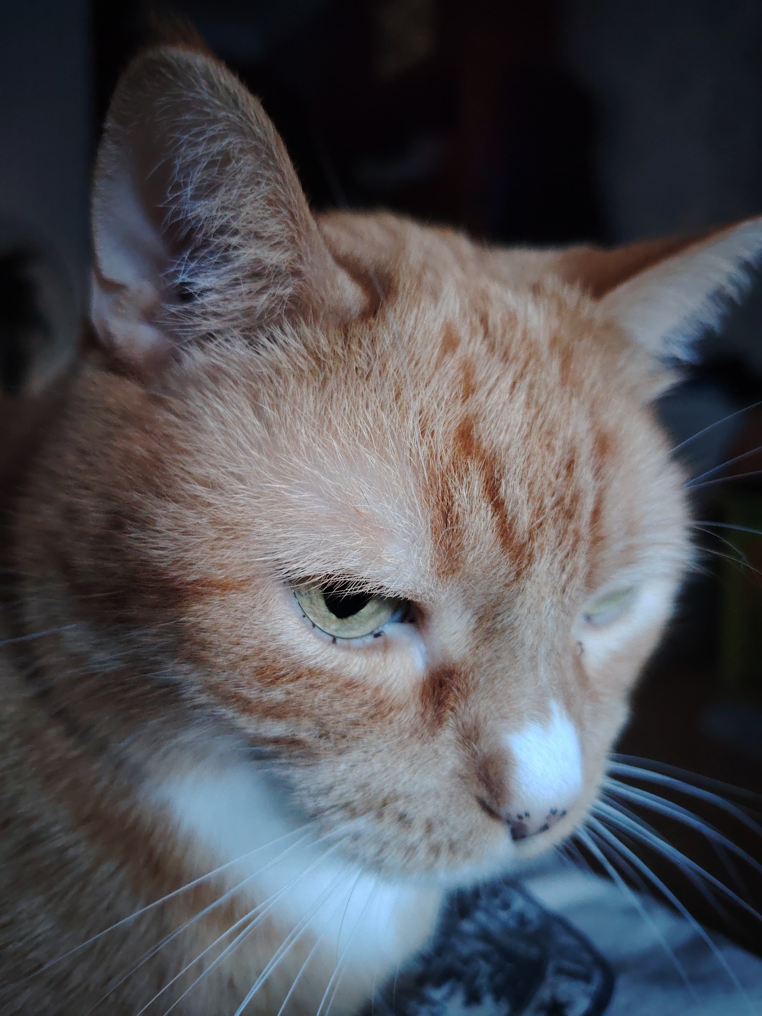 The provided image is a close-up, macro photograph of an orange tabby cat's face. The cat is looking down and to the right of the frame. Its fur is a mix of orange and white, with distinct tabby markings on its forehead and cheeks. The cat has green eyes, though the right eye is partially obscured and appears lighter. Its whiskers are long and white, fanning out from its muzzle. A small white patch is visible on its nose, with a few dark spots. The background is dark and out of focus, suggesting an indoor setting. There are no visible indications of the cat's location within the city of Kyiv, Ukraine, or any specific environmental details that would pinpoint its whereabouts within the city. The image focuses solely on the cat's facial features.