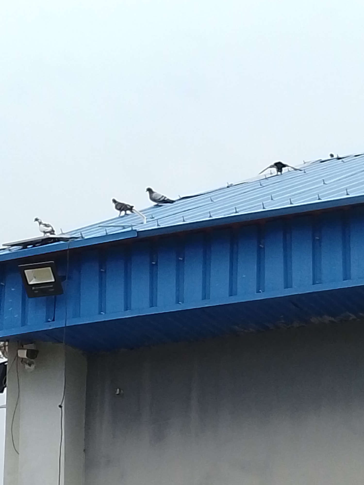 The image shows a group of pigeons perched on the roof of a blue building. The roof is made of corrugated metal and slopes downwards from left to right. There are several prominent white clips along the ridgeline of the roof, possibly for securing a solar panel or antenna. One pigeon is white and gray, while the others are predominantly gray. The building has a blue overhang that extends across the top of a gray concrete structure. A security camera and a spotlight are visible on the exterior wall of the building. The sky is overcast, suggesting cloudy weather. The overall scene depicts a common urban or semi-urban environment, likely during daylight hours.