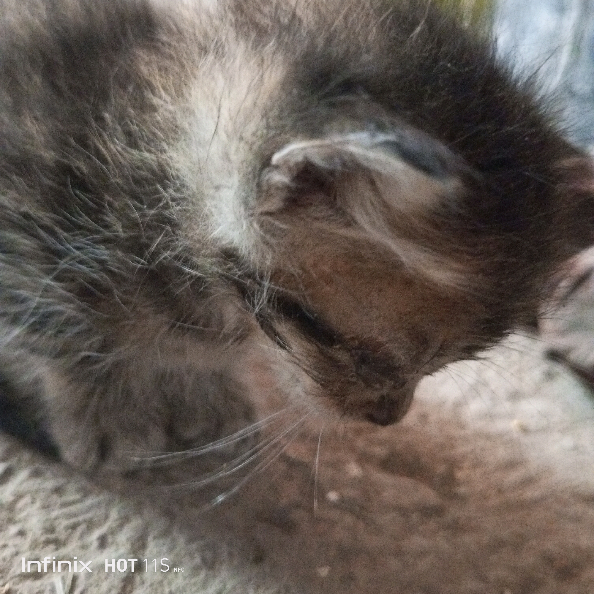 A close-up, slightly blurry photograph captures a domestic kitten with gray and tan fur resting on a textured surface that appears to be a rug or coarse fabric. The kitten's head is angled downwards, obscuring its eyes, but its delicate whiskers are visible, fanned out against the surface. The background is out of focus, with muted tones of brown and gray, suggesting an indoor setting. A watermark in the bottom left corner reads "Infinix HOT 11S NFC". The image does not provide information about its location in the city of Sukasalamet, Indonesia.