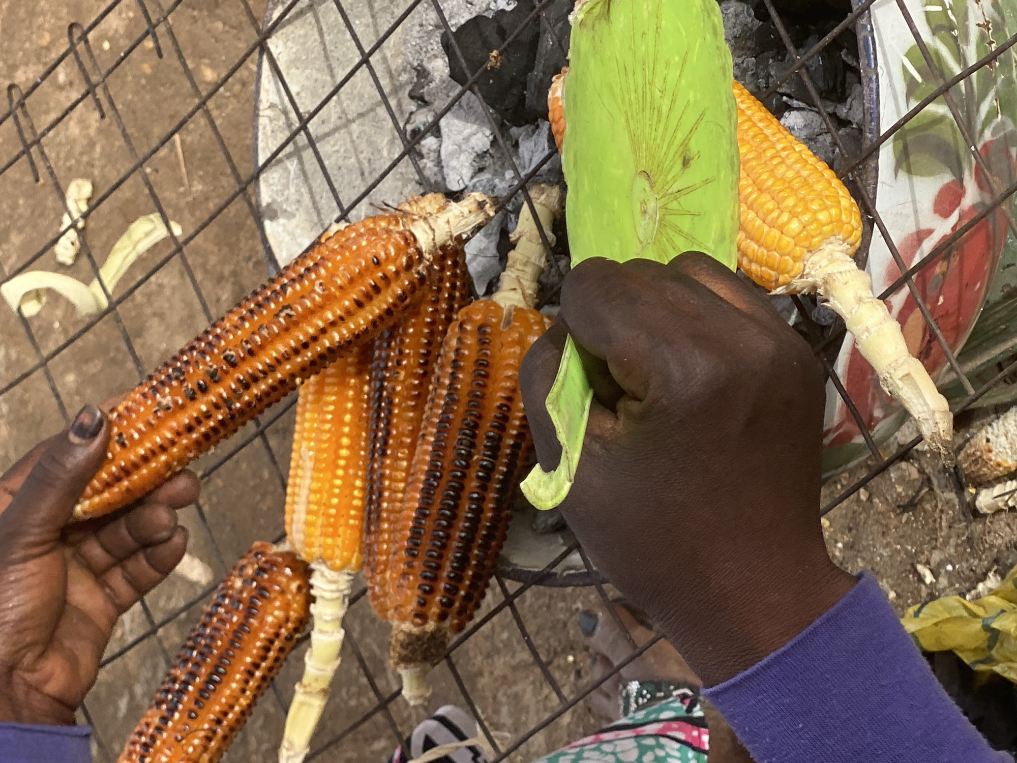 In Kafanchan B, Nigeria, a person with dark skin is grilling corn on a metal grate over a charcoal fire. They hold one grilled corn cob in their left hand and another covered with green husks in their right hand. Additional grilled corn cobs are arranged on the grate. The background includes a textured ground surface and miscellaneous debris.