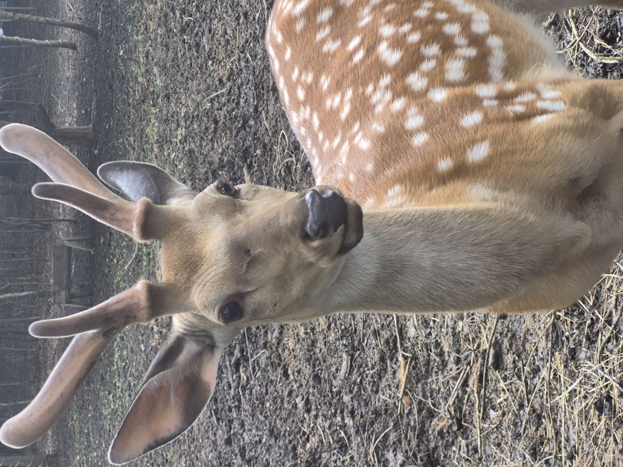 A close-up, eye-level outdoor shot shows the head and upper body of a Sika deer in an enclosure. The deer has brown fur with white spots and is facing to the left of the frame. Its antlers are visible, with one pointing upwards and the other curved slightly forward. The background is a muddy ground with some dry grass and fallen leaves. In the far background, trees and a rustic wooden structure are visible. The image was taken in the city of Volzhskii, Russia.