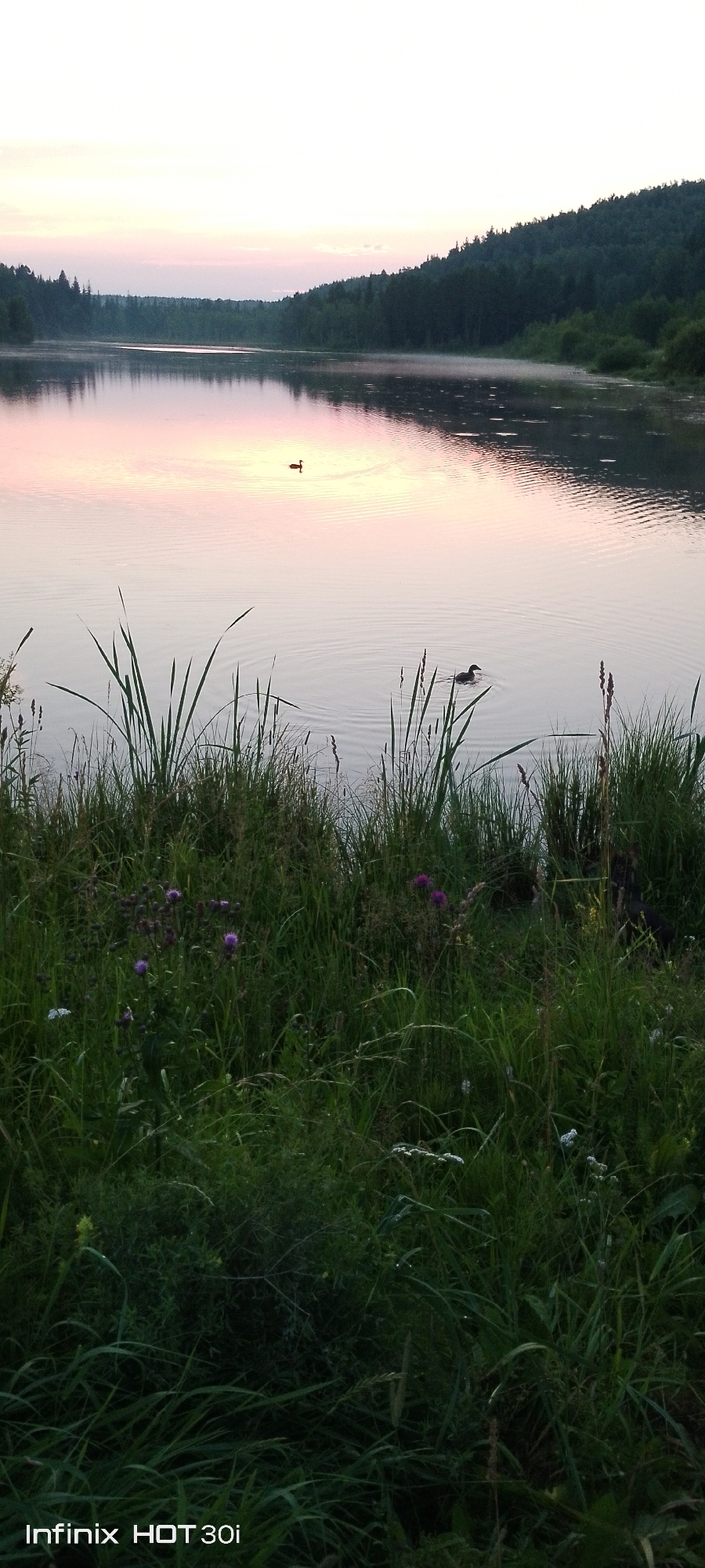 The image depicts a tranquil lake scene at dusk or dawn, with a soft pink and white sky reflected on the water's surface. A solitary duck is visible swimming in the lake. The foreground is filled with lush green grass and tall reeds, with a few purple thistles adding a splash of color. In the background, a dense forest lines the opposite shore of the lake. The timestamp at the bottom left indicates the photo was taken with an Infinix HOT 30i. While the image shows a natural landscape, it does not provide any specific details that can confirm its location within the city of Kedrovy, Russia.