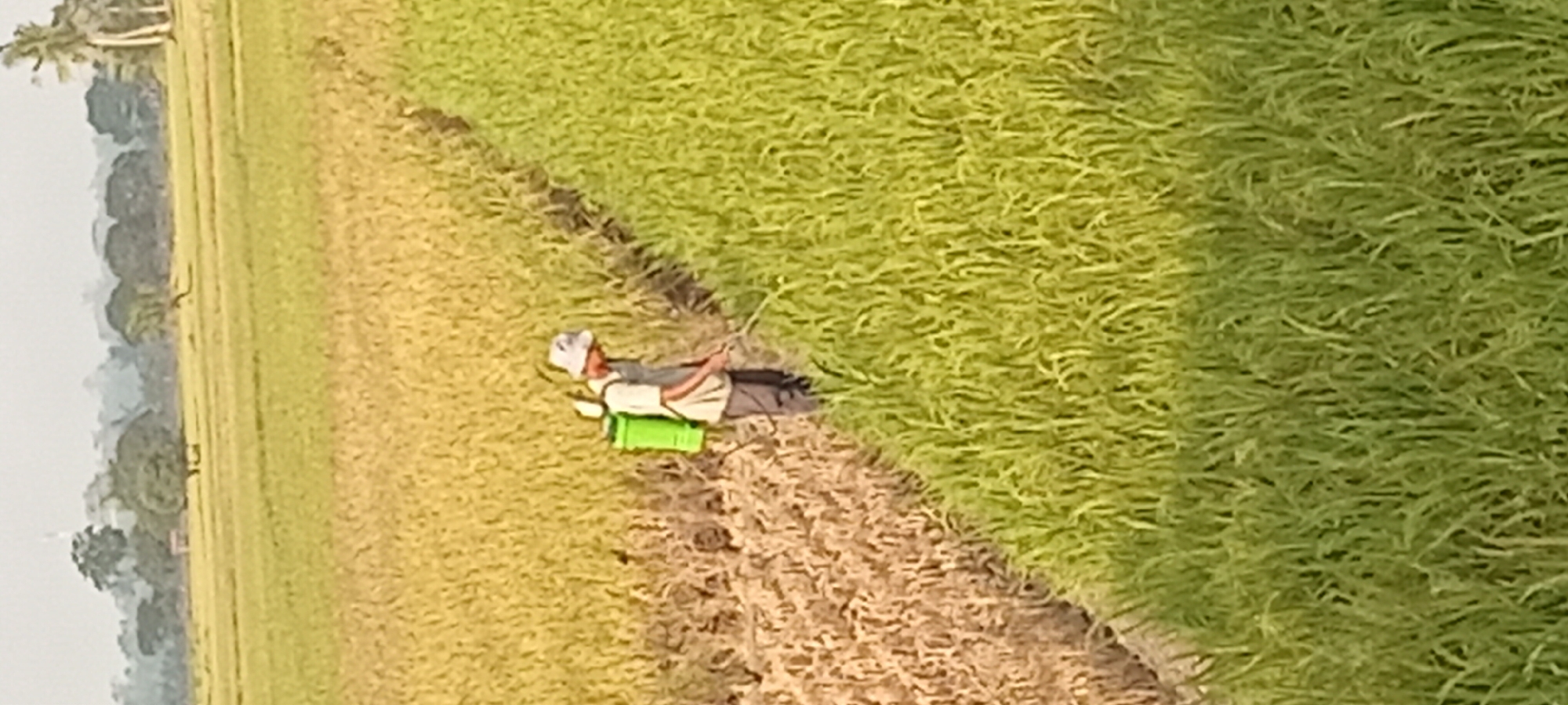 In a rural setting within Sindangwangi, Indonesia, a person is depicted in a rice field. The individual, wearing a hat, is actively spraying crops with a green backpack sprayer. The field is divided, with one section appearing golden and mature, possibly ready for harvest, while the other section is vibrant green and lush. Trees and foliage are visible in the background under a hazy sky.